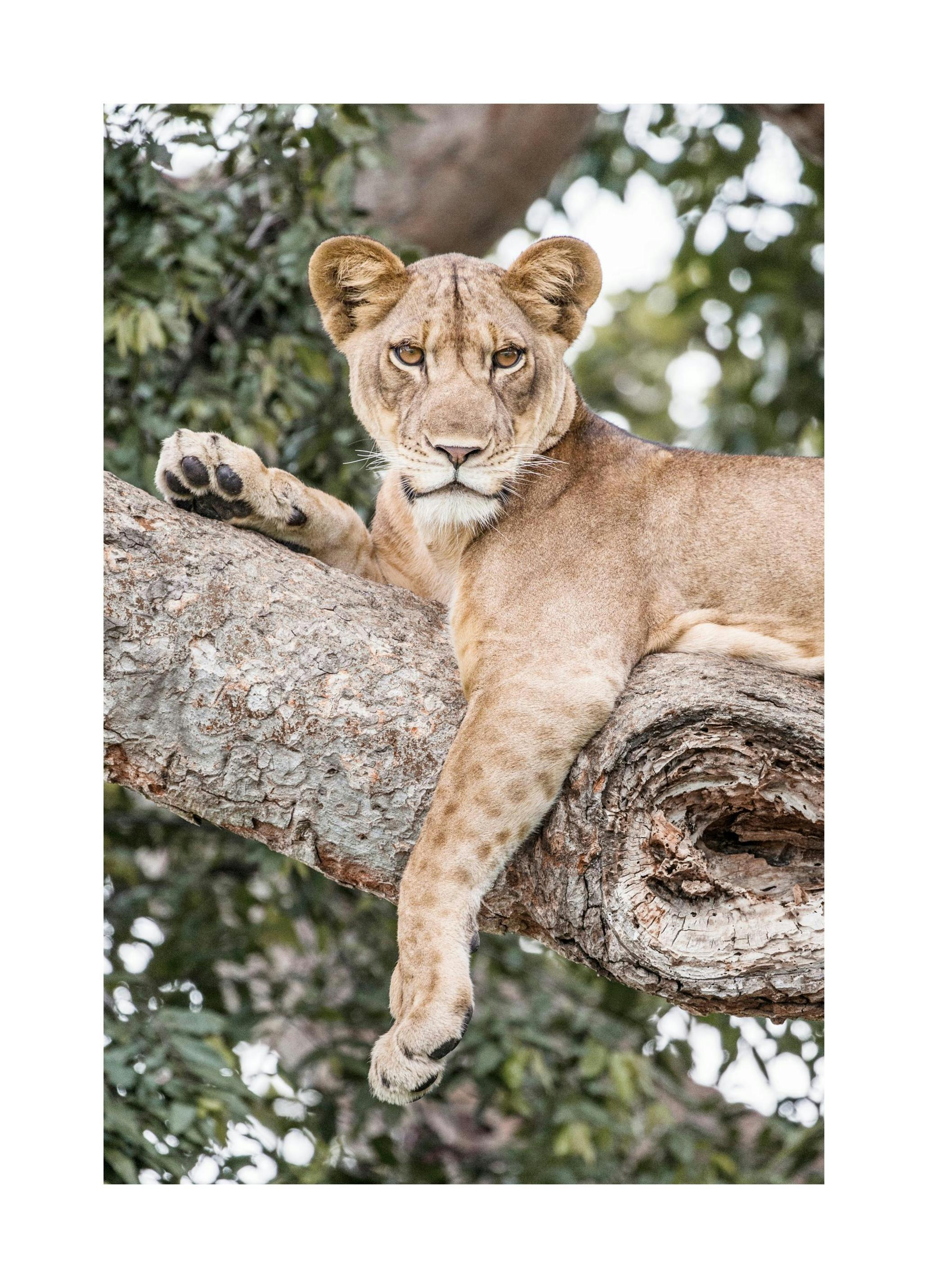 Ontspannen leeuwin poster (30x40 cm) - Poster Store