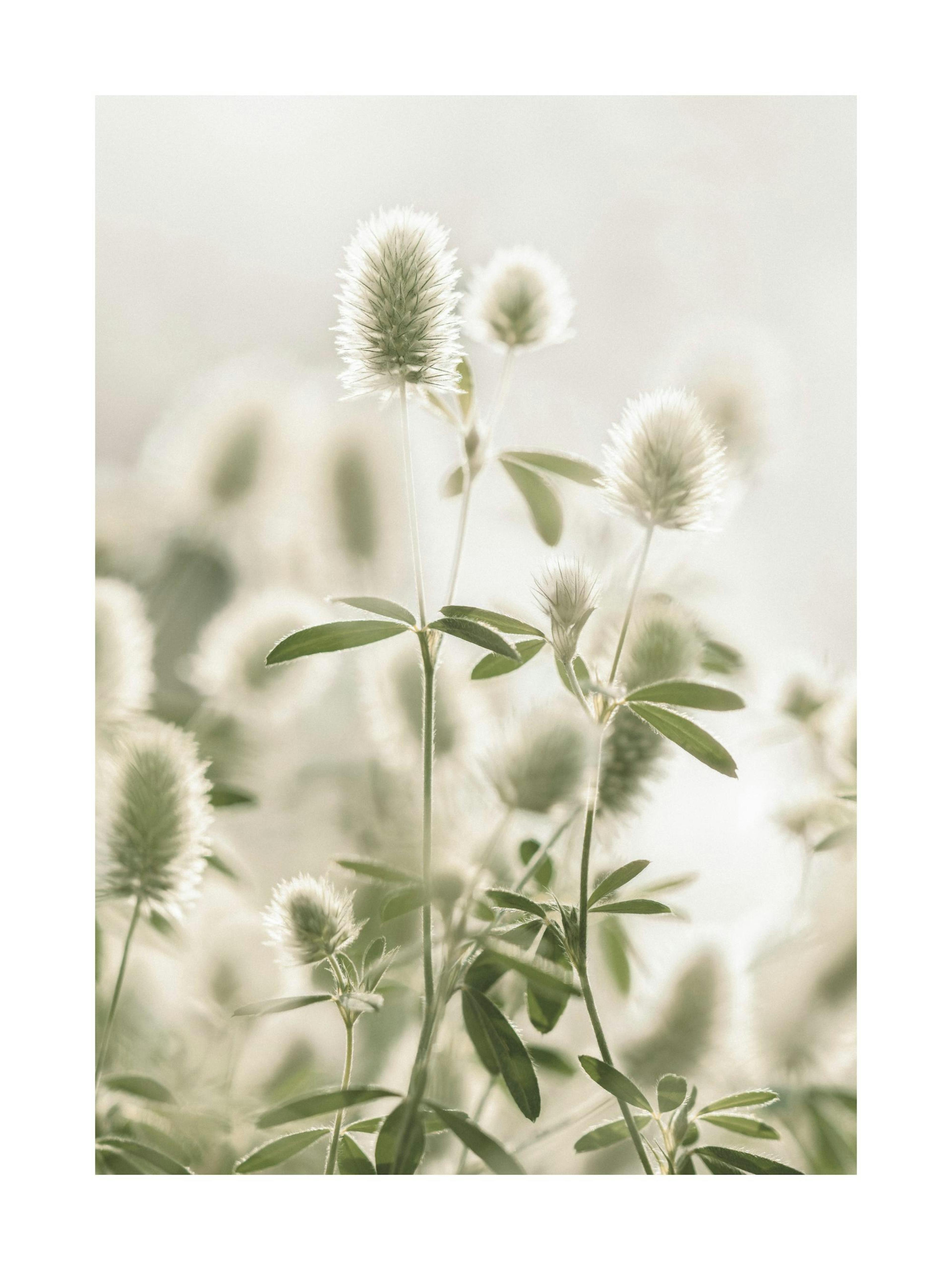 Hare's-Foot Clover Poster 0