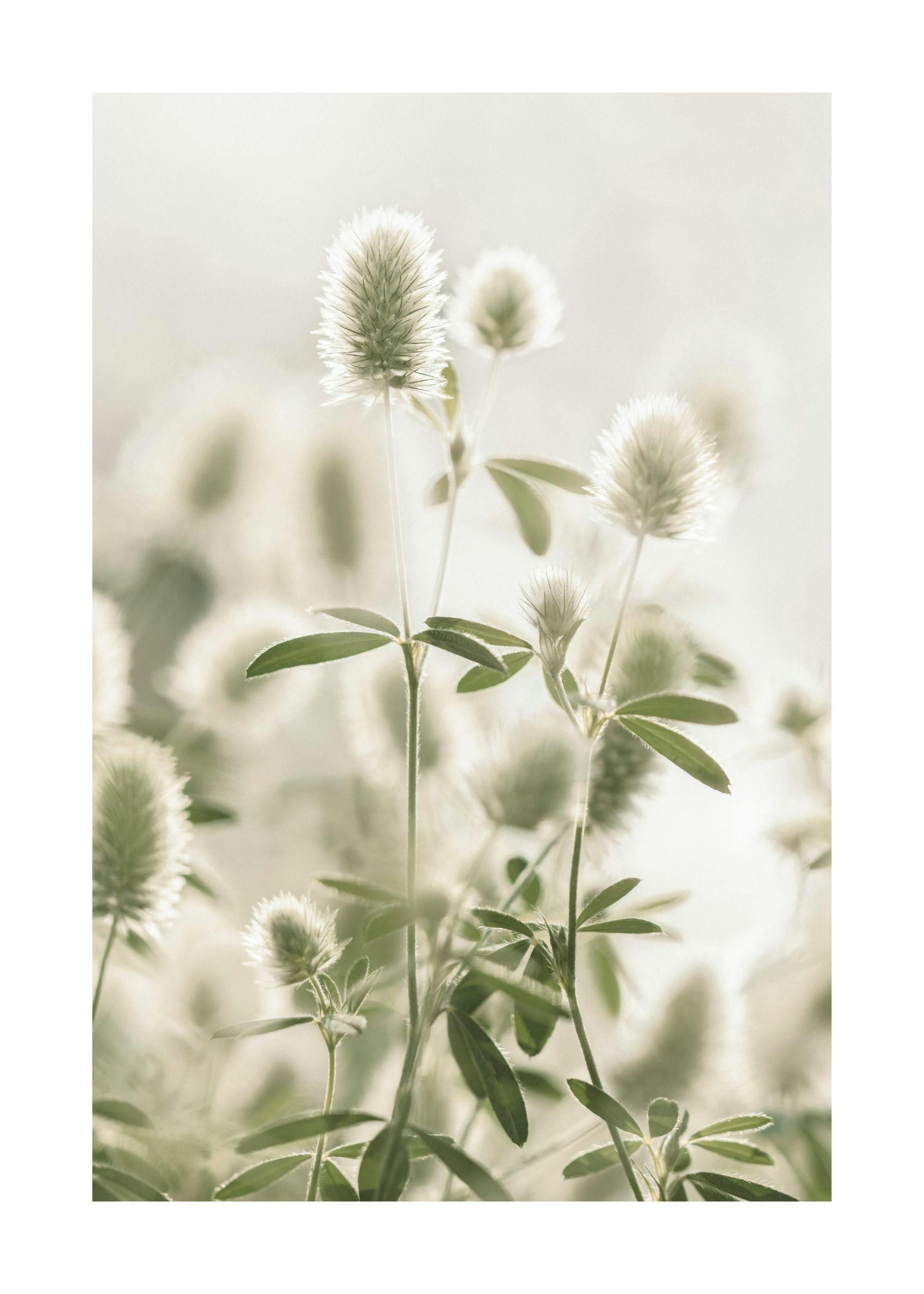 Hare's-Foot Clover Poster 0
