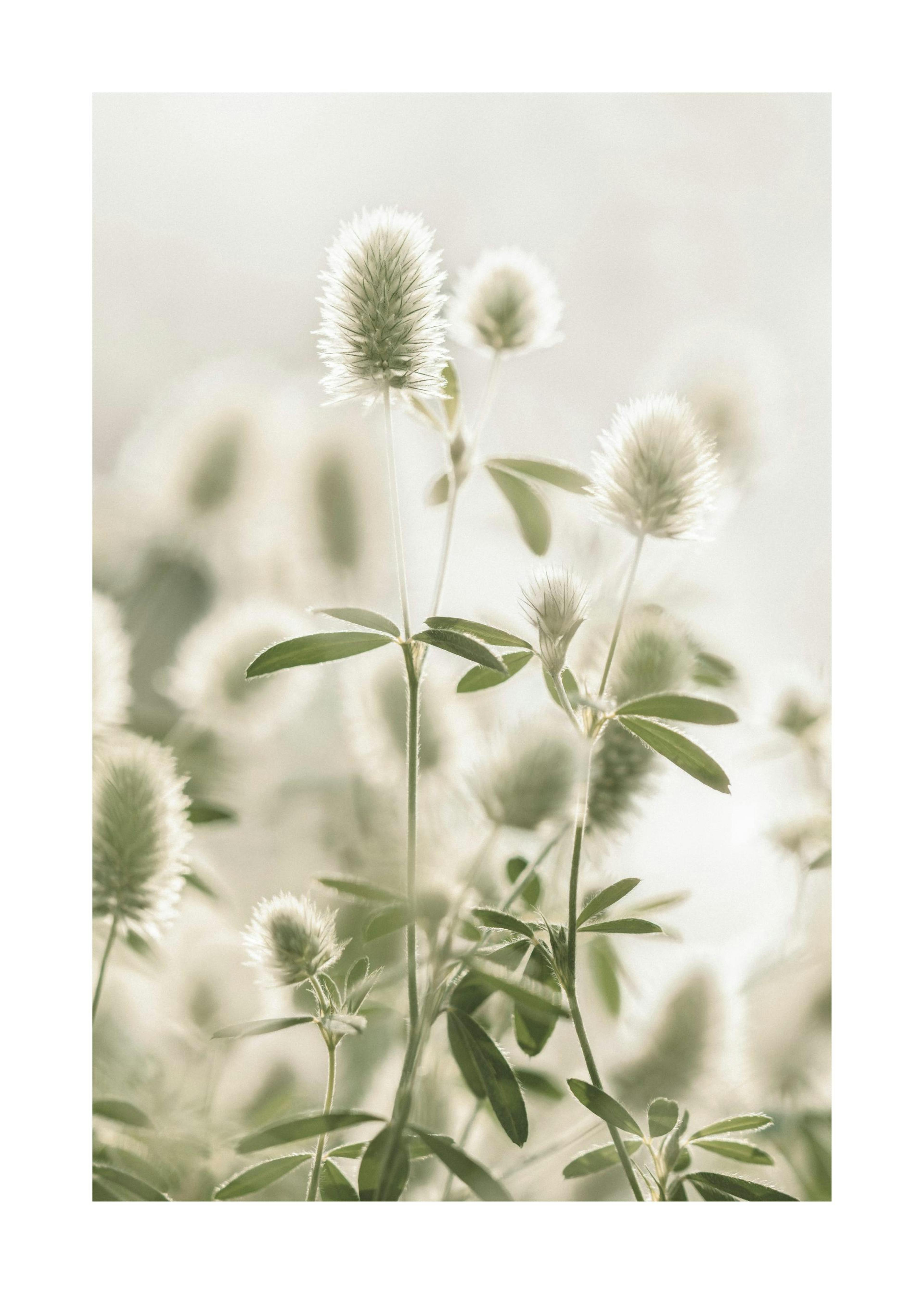 Hare's-Foot Clover Poster 0