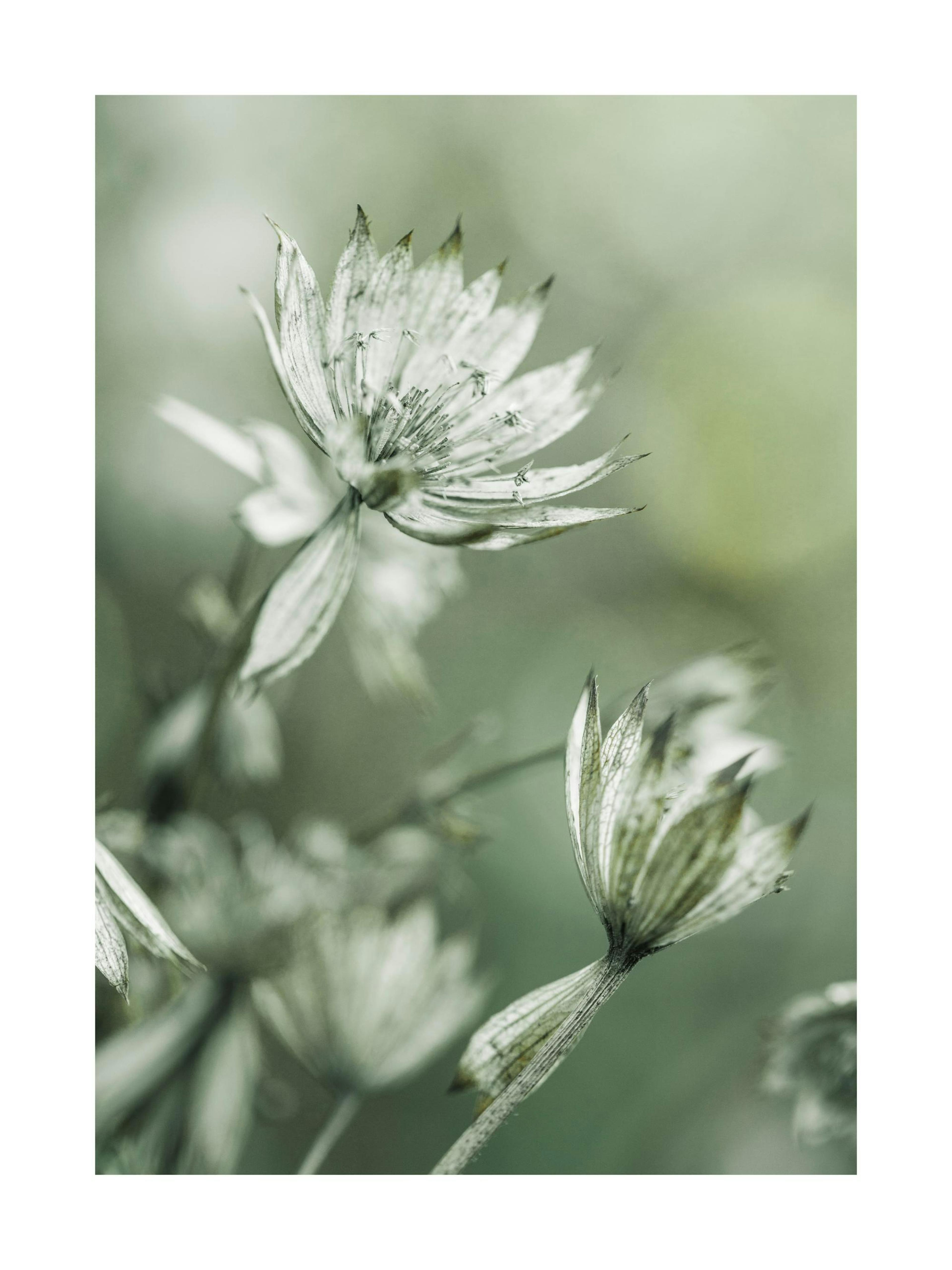 Blooming in Green Poster thumbnail