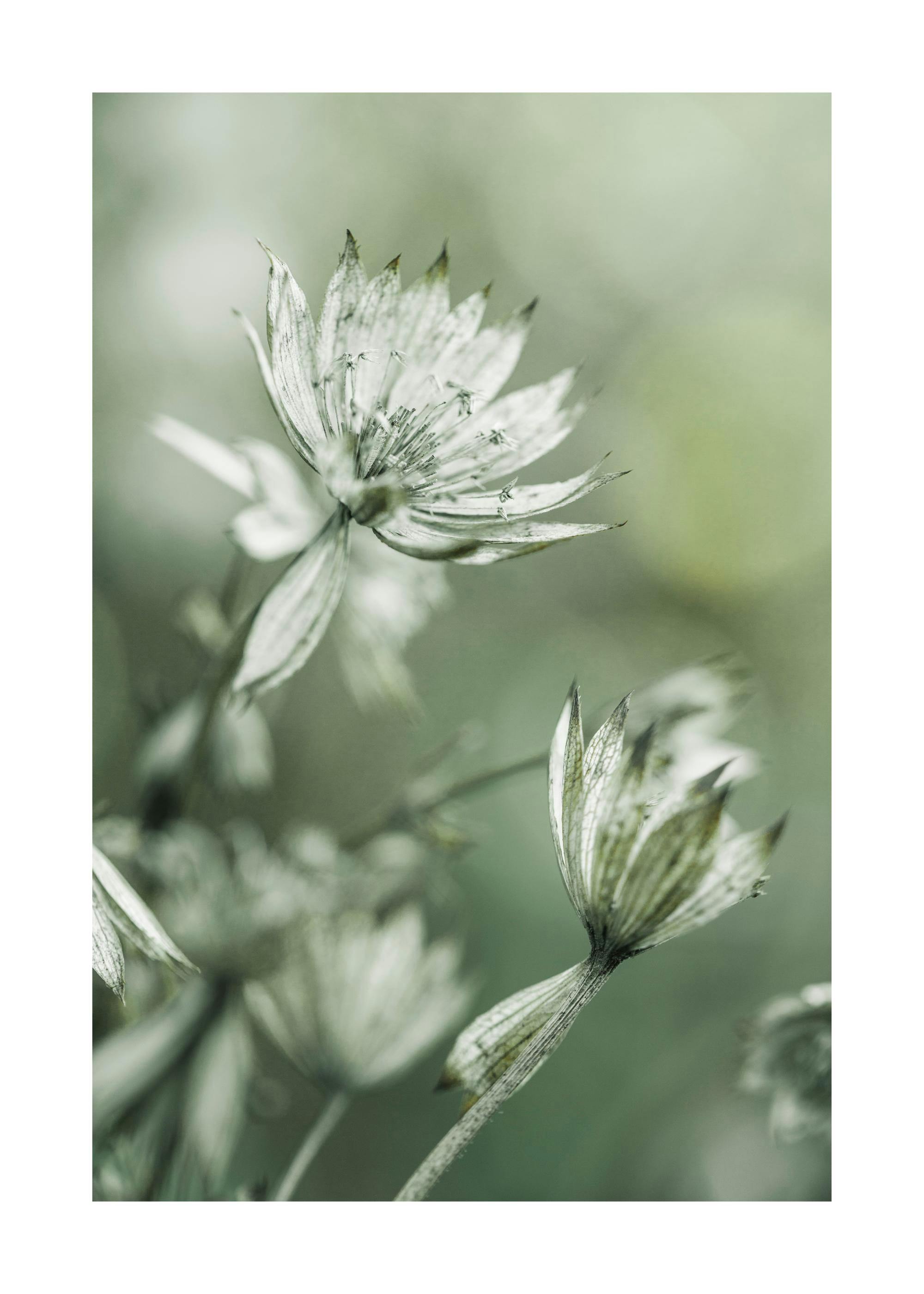 Blooming in Green Poster 0