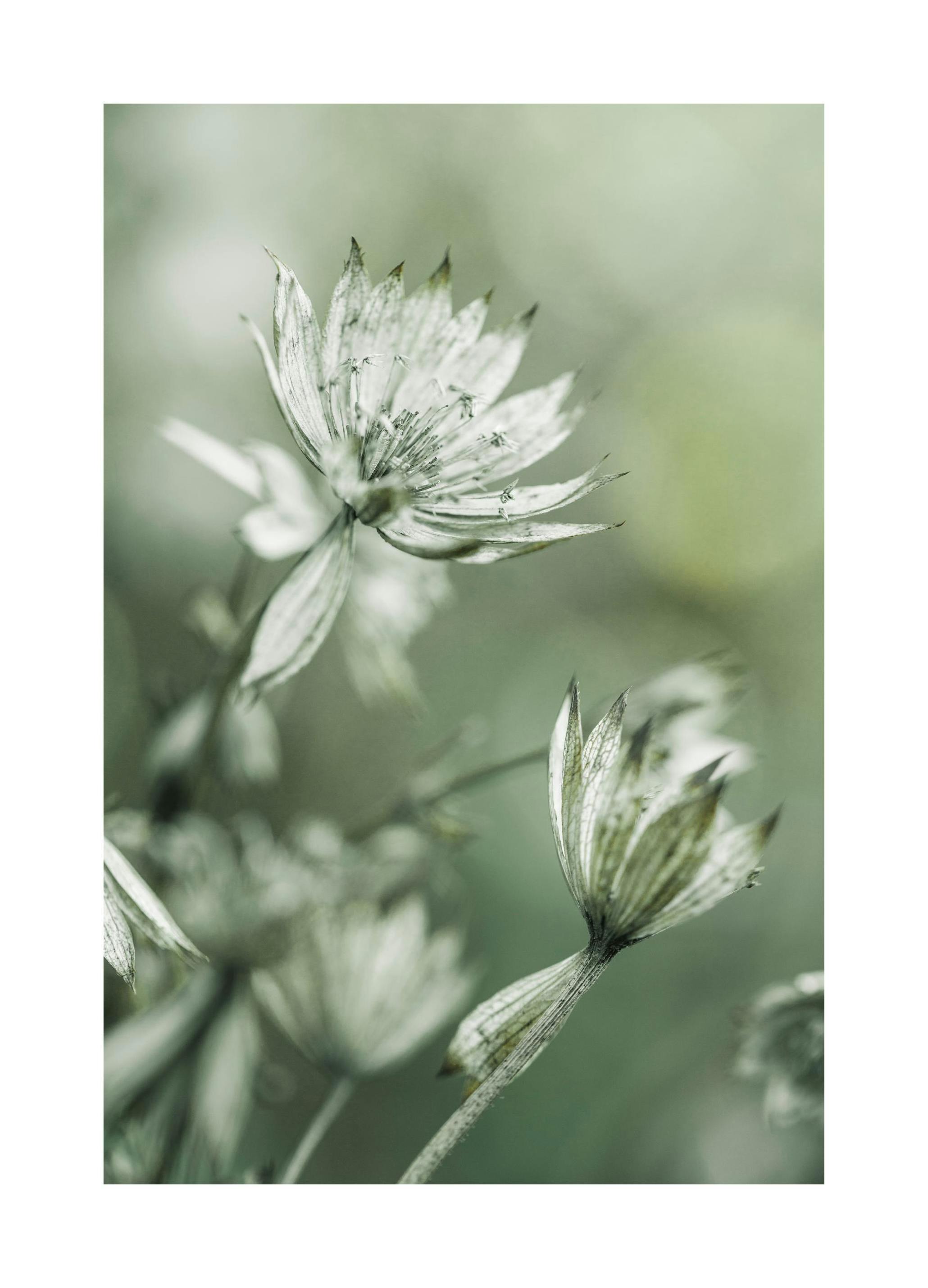 Bloeiend groene poster (30x40 cm) - Poster Store