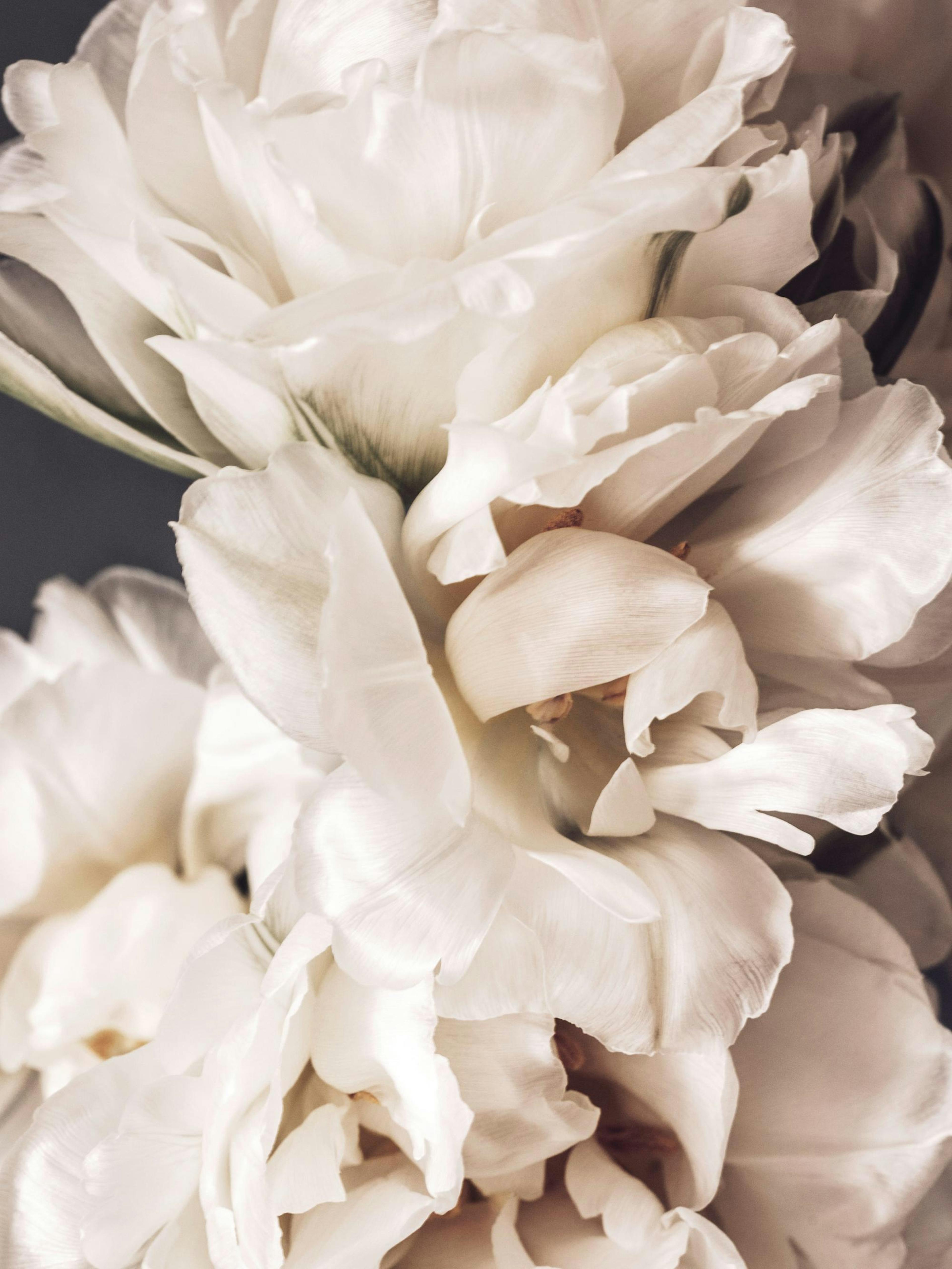 Peonies in Bloom Poster thumbnail