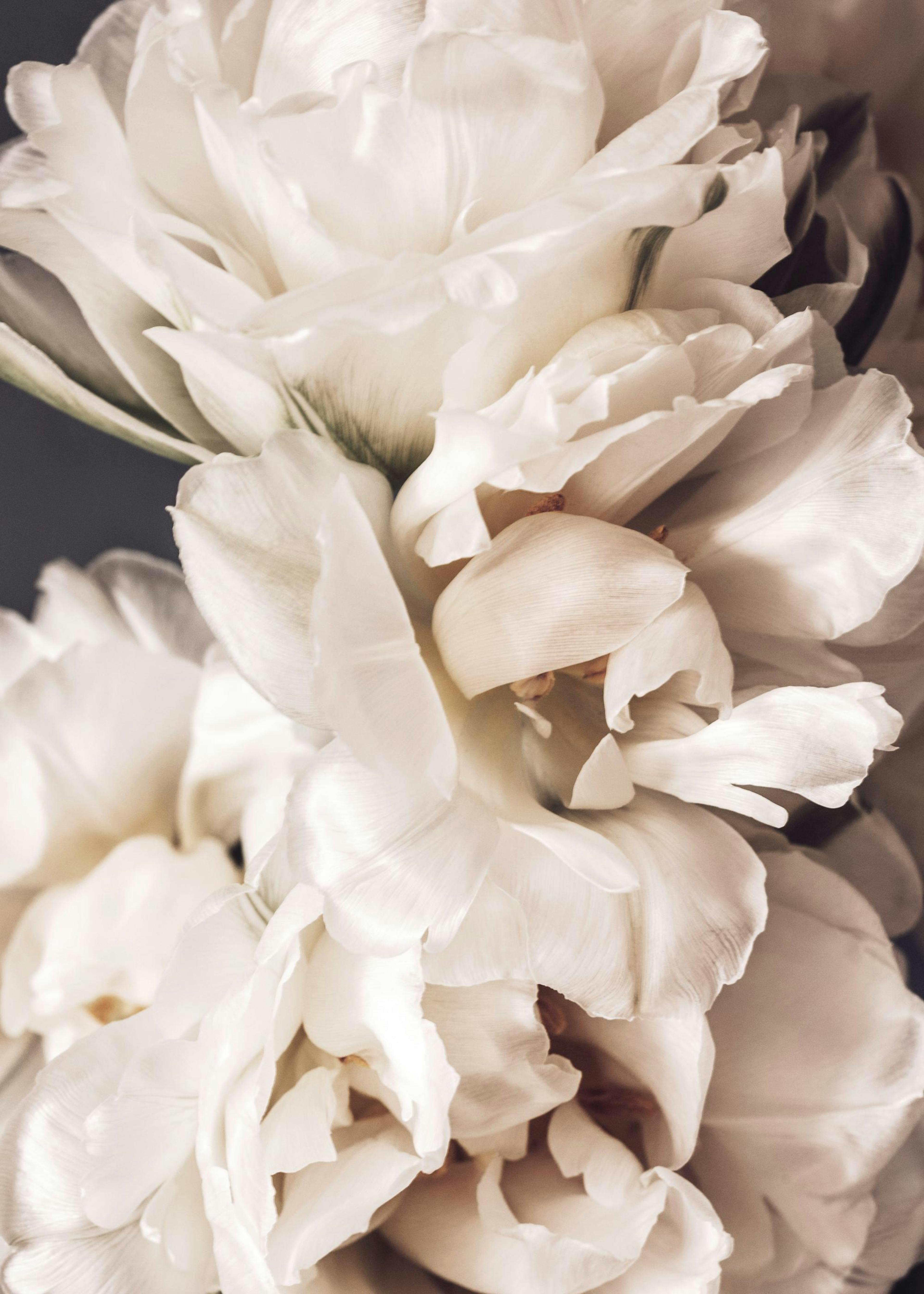 Peonies in Bloom Poster 0