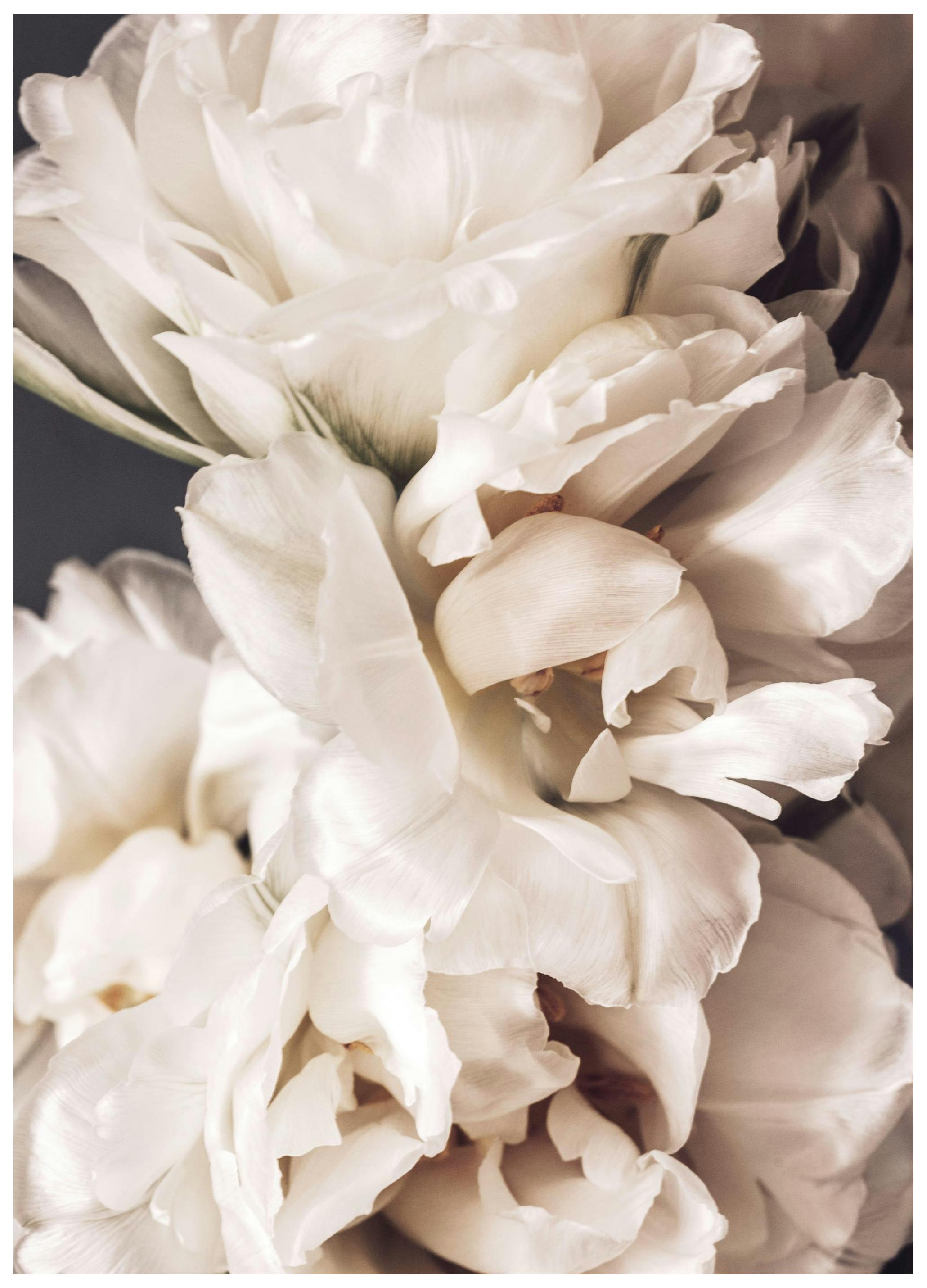 Pioenrozen in bloei, poster (30x40 cm) - Poster Store
