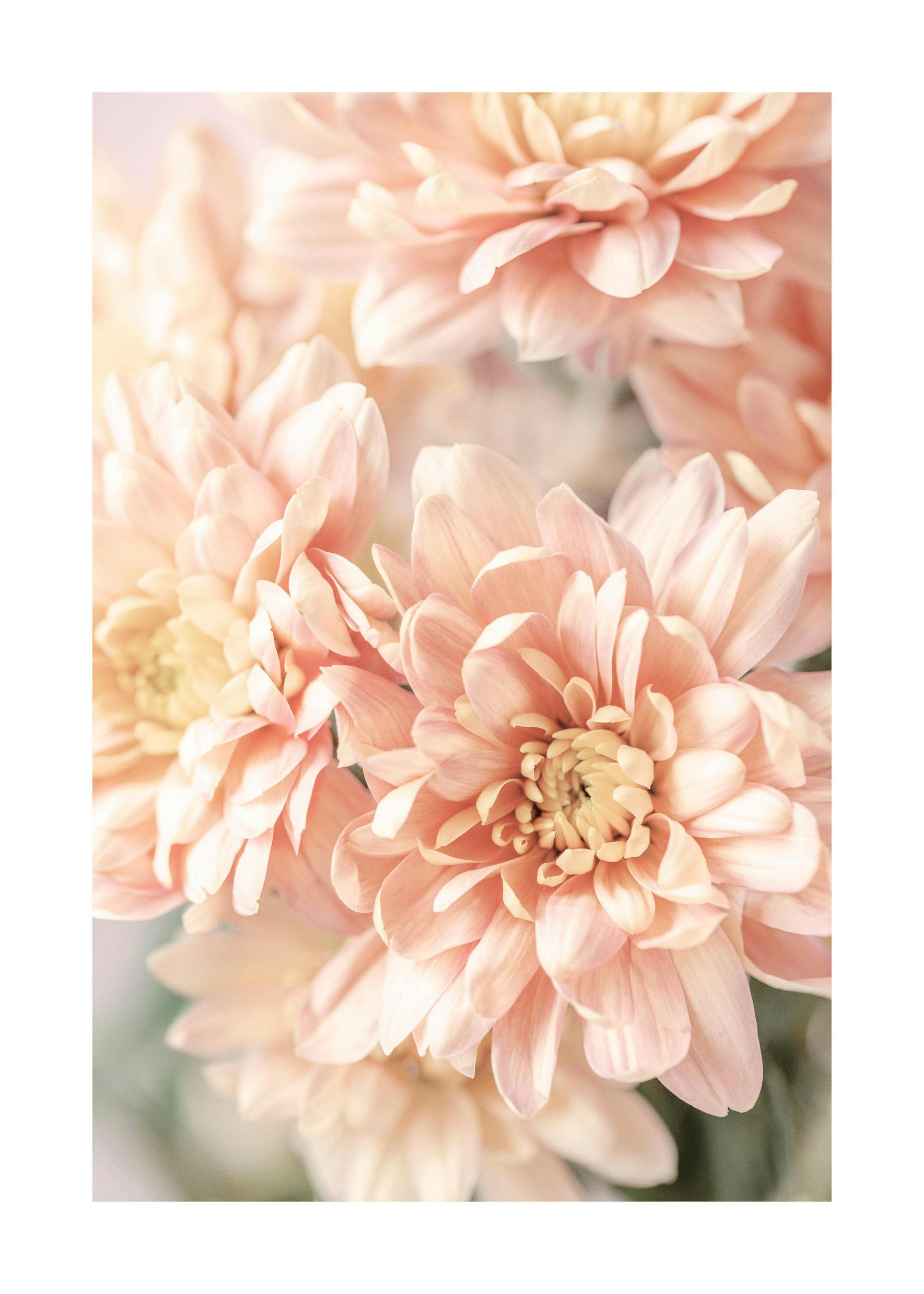 Pastel Dahlias Poster 0