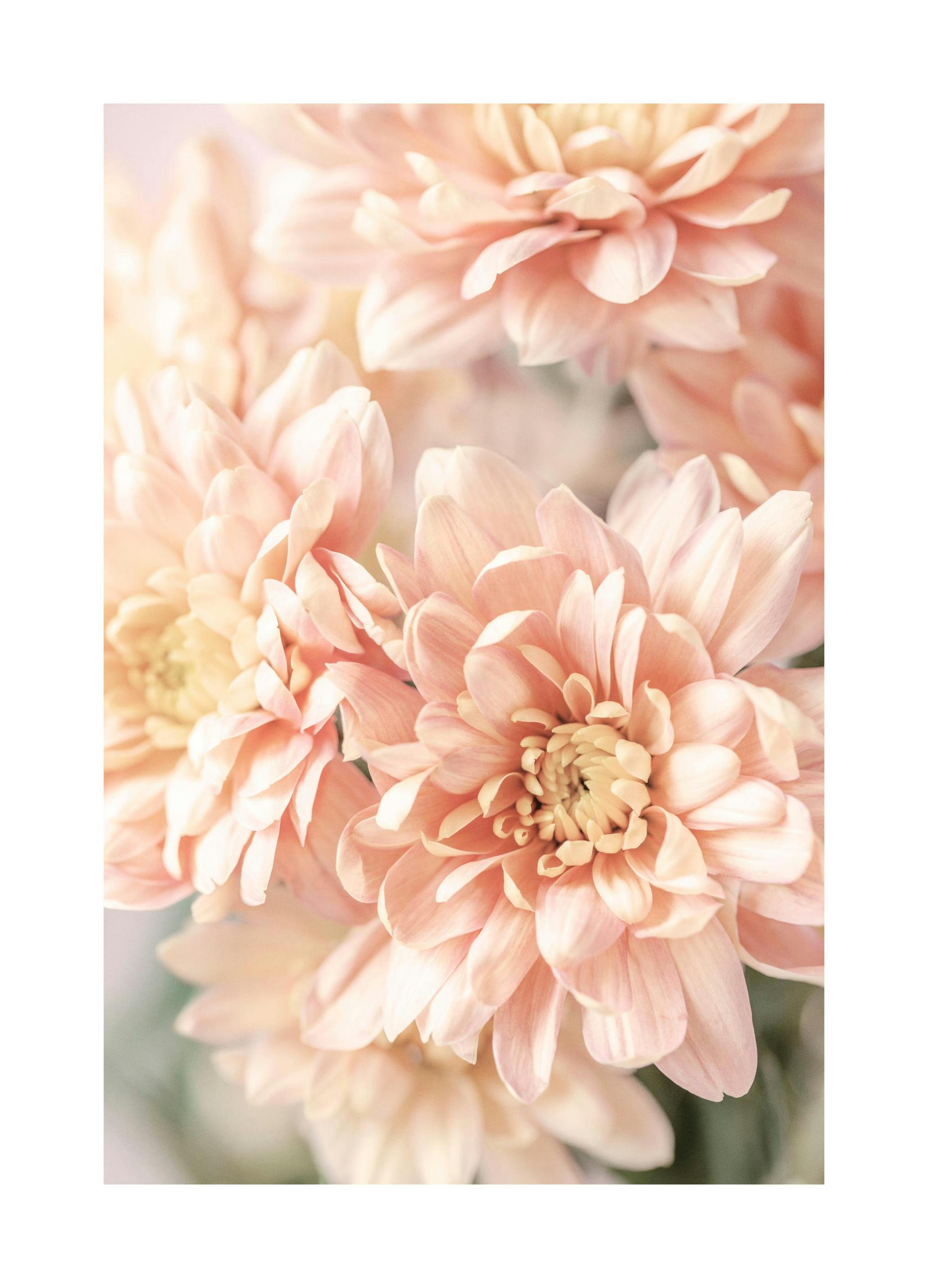 Pastell Dahlias Plakat (50x70 cm) - Poster Store