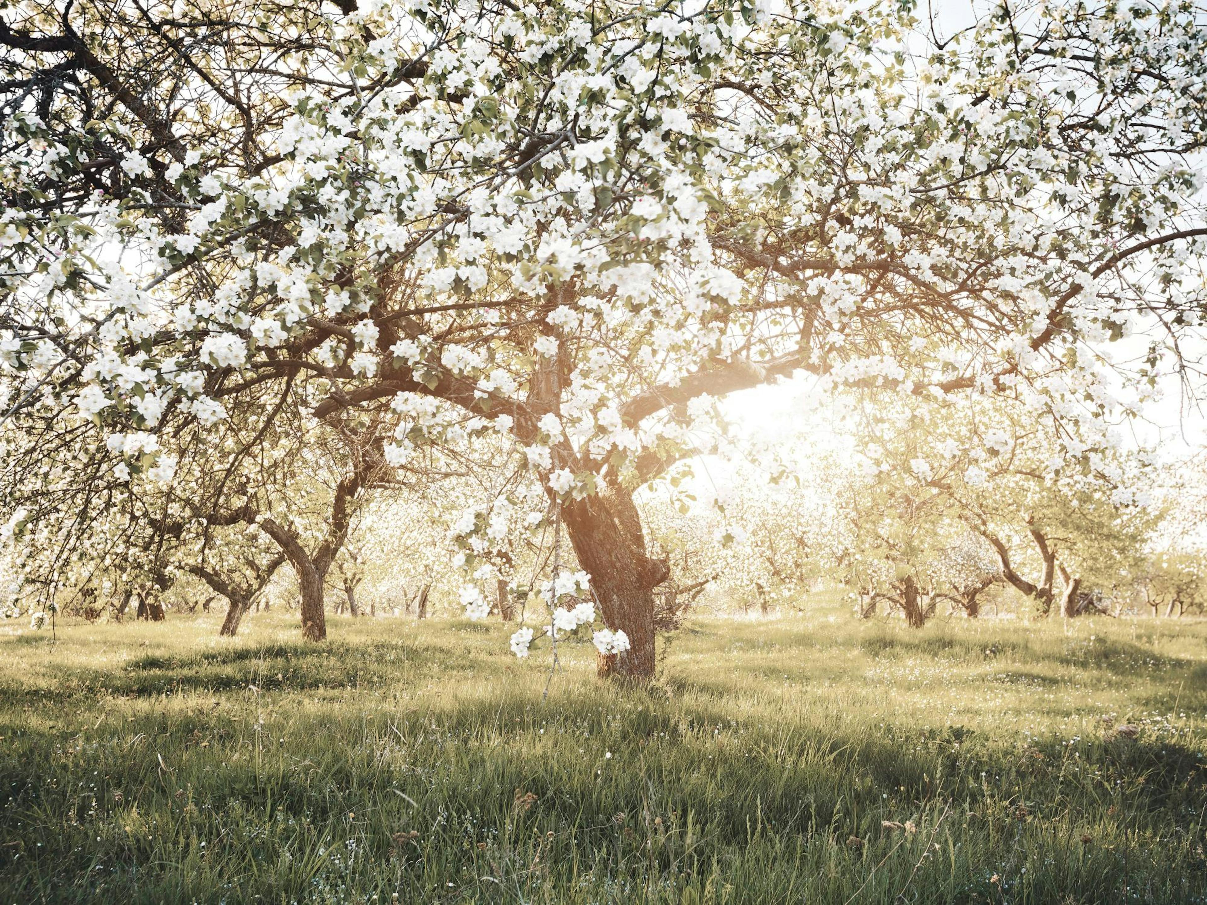 Blooming Trees in Sunlight Poster thumbnail