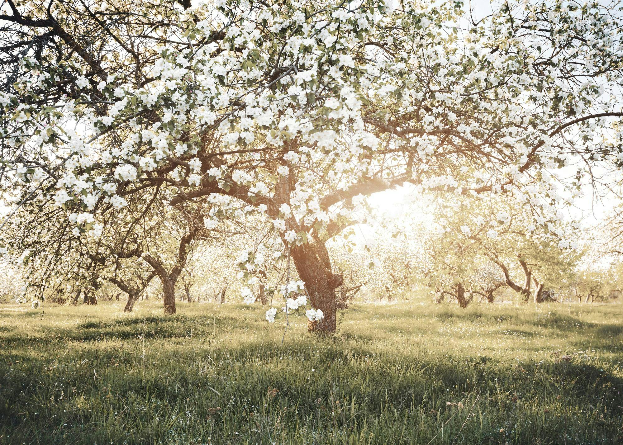 Blooming Trees in Sunlight Poster 0