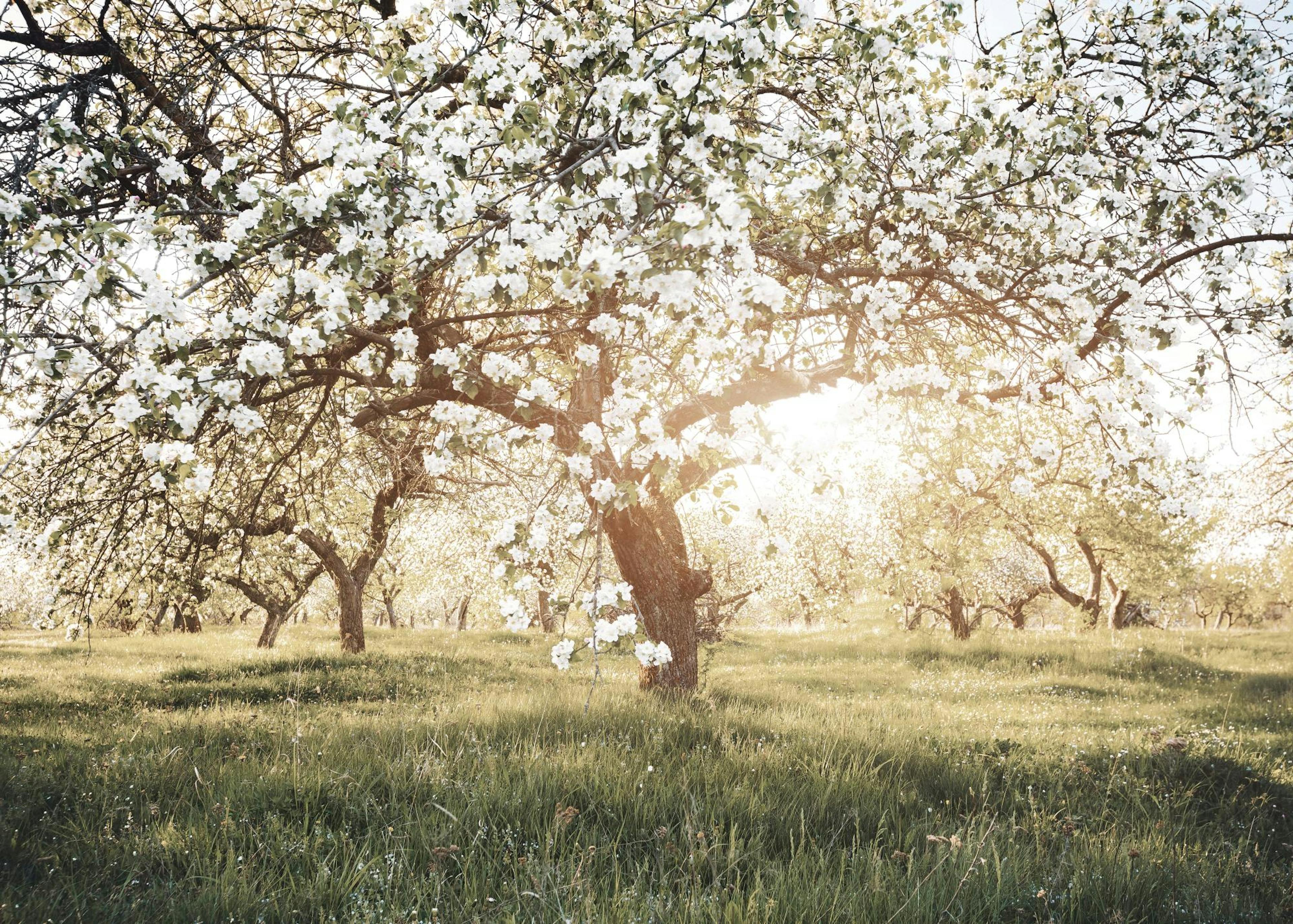 Alberi Fioriti alla Luce del Sole Poster 0