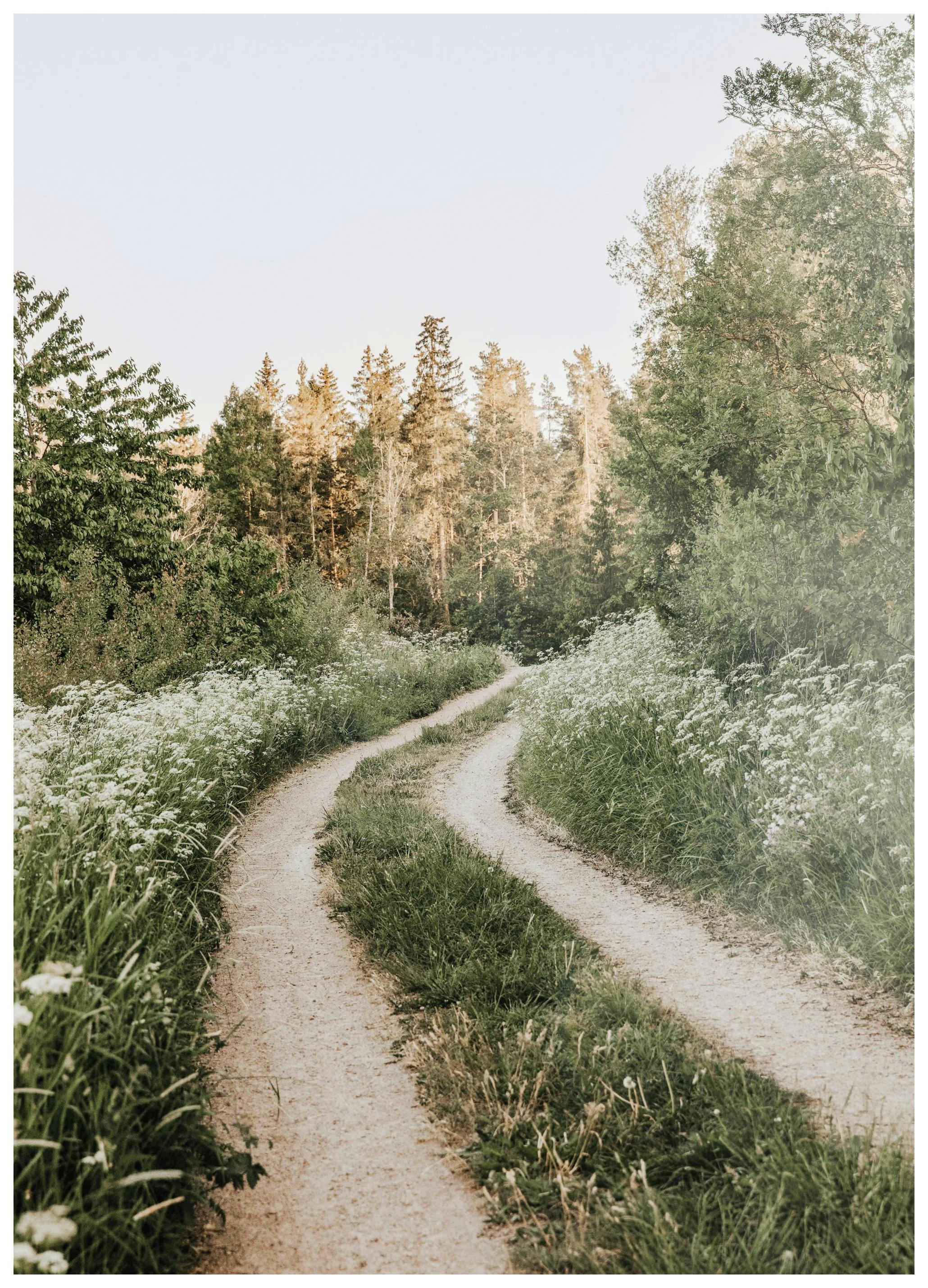 Promenade Matinale en Forêt Poster (50x70 cm) - Poster Store