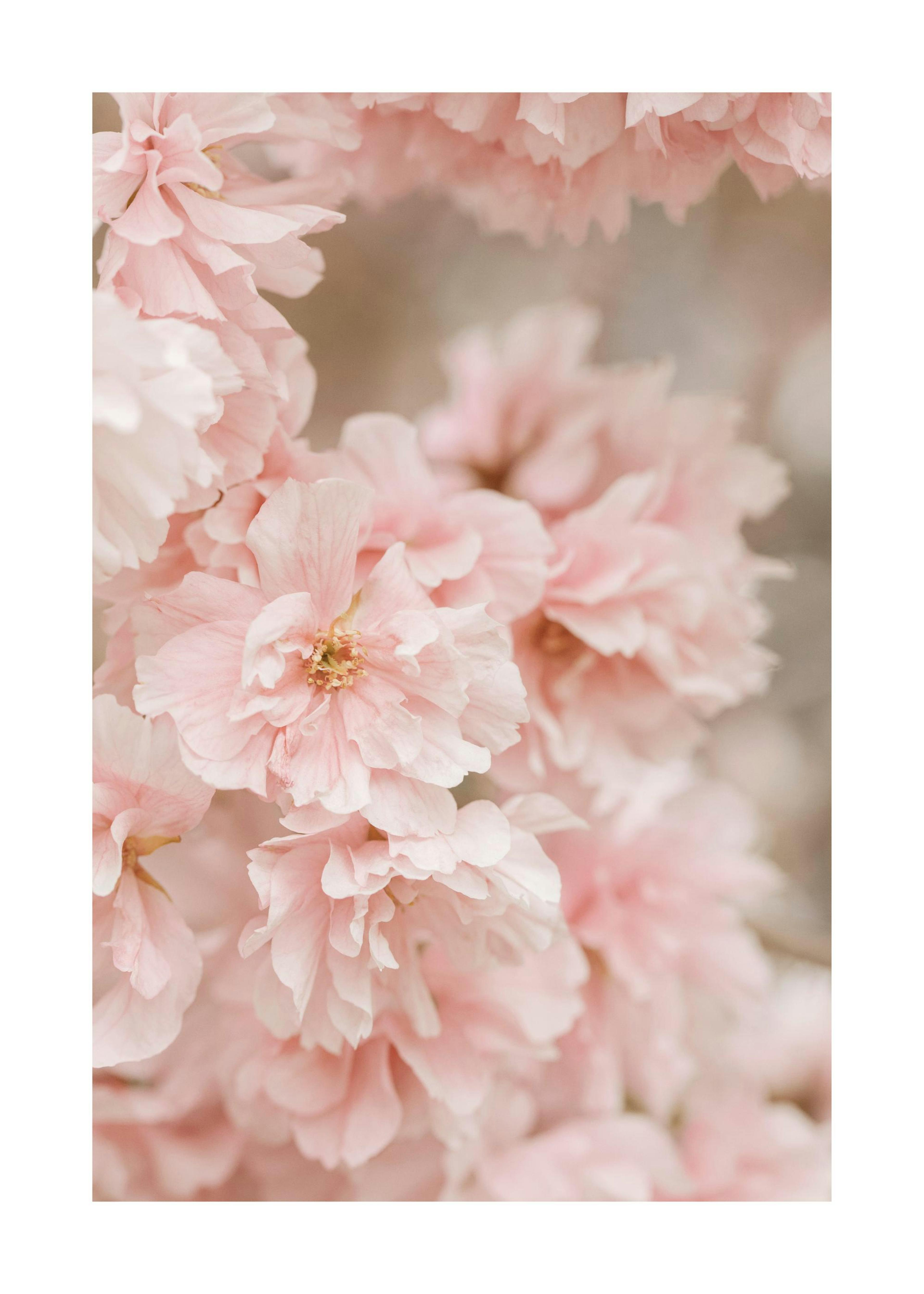 Pink Cherry Blossom Poster 0