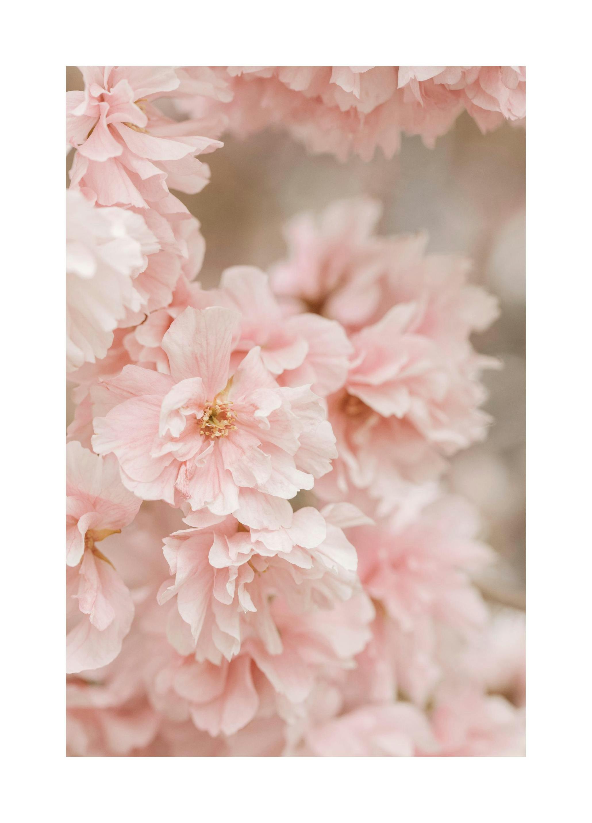 Rosa Kirsebærblomst Plakat (50x70 cm) - Poster Store