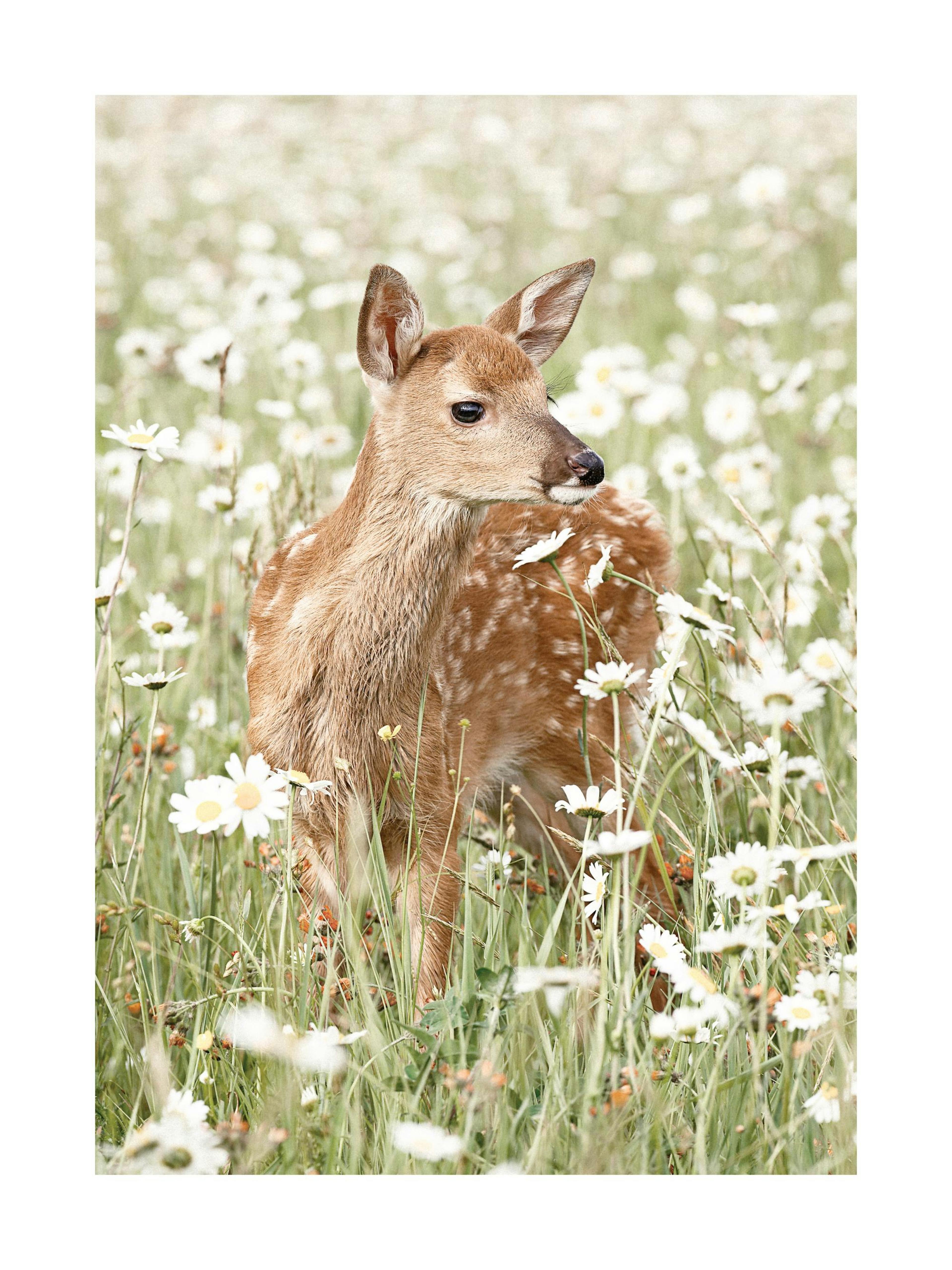 Biche dans un Champ de Marguerites Poster 0
