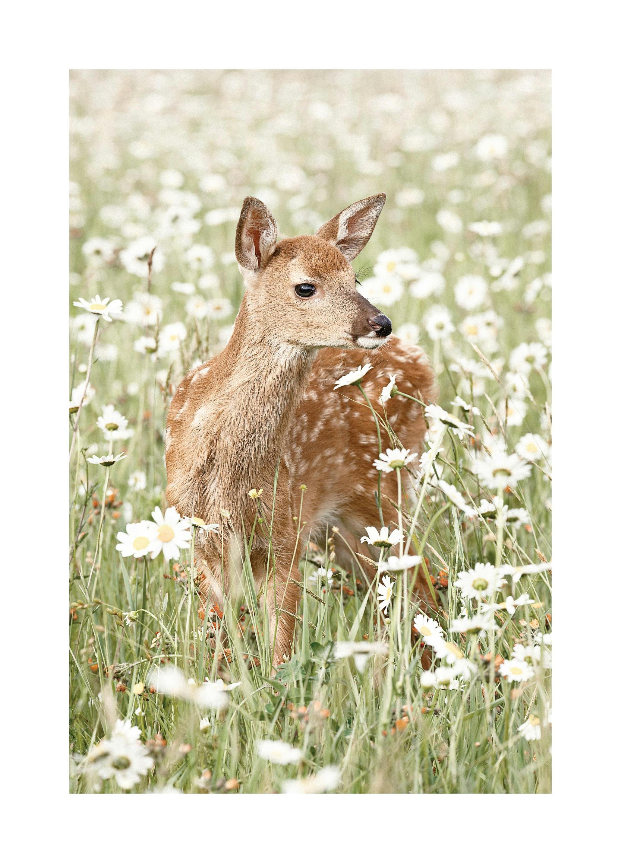 Rådjur på Äng av Prästkragar Poster (30x40 cm) - Poster Store
