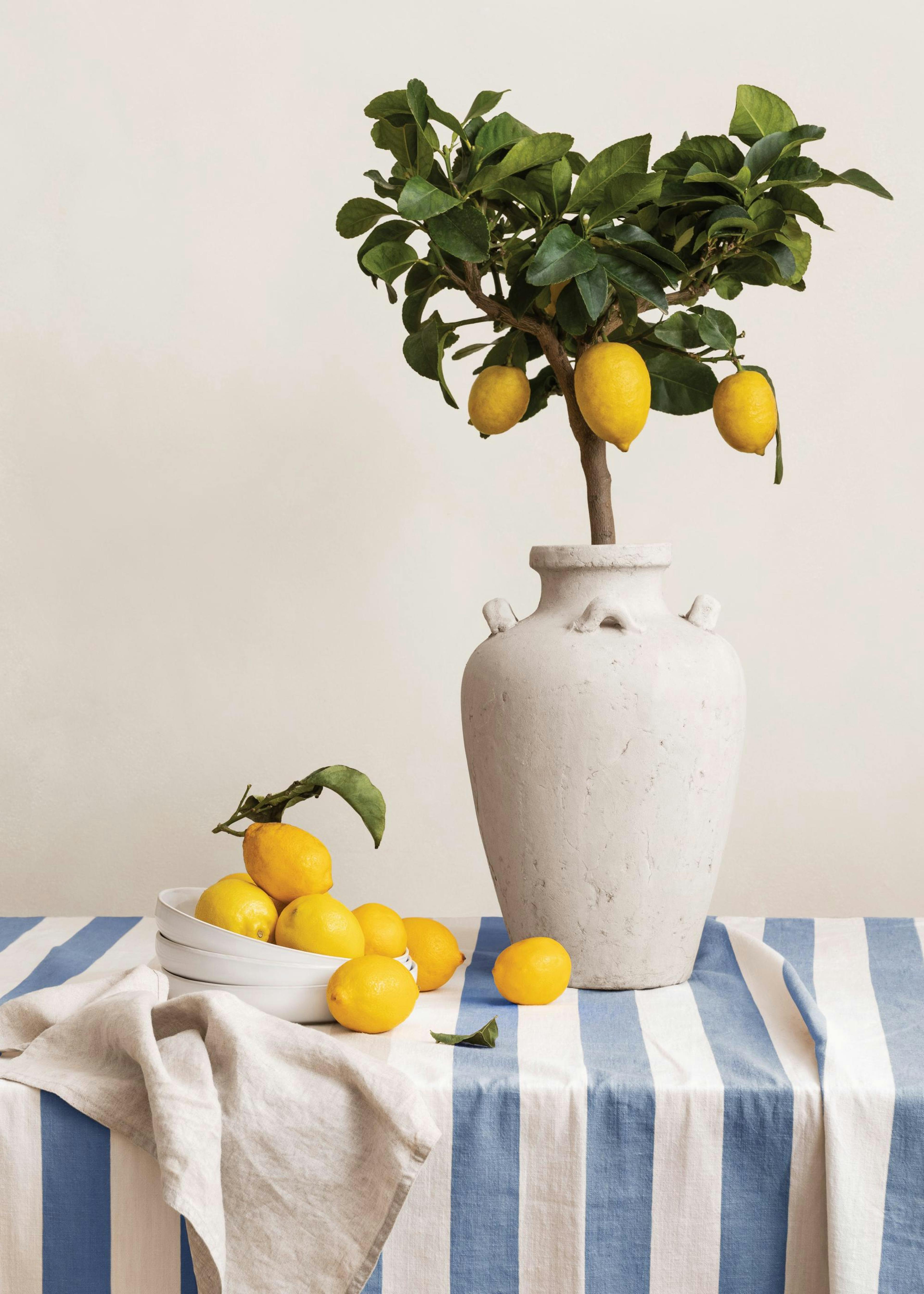 Citrons sur la Table Poster 0