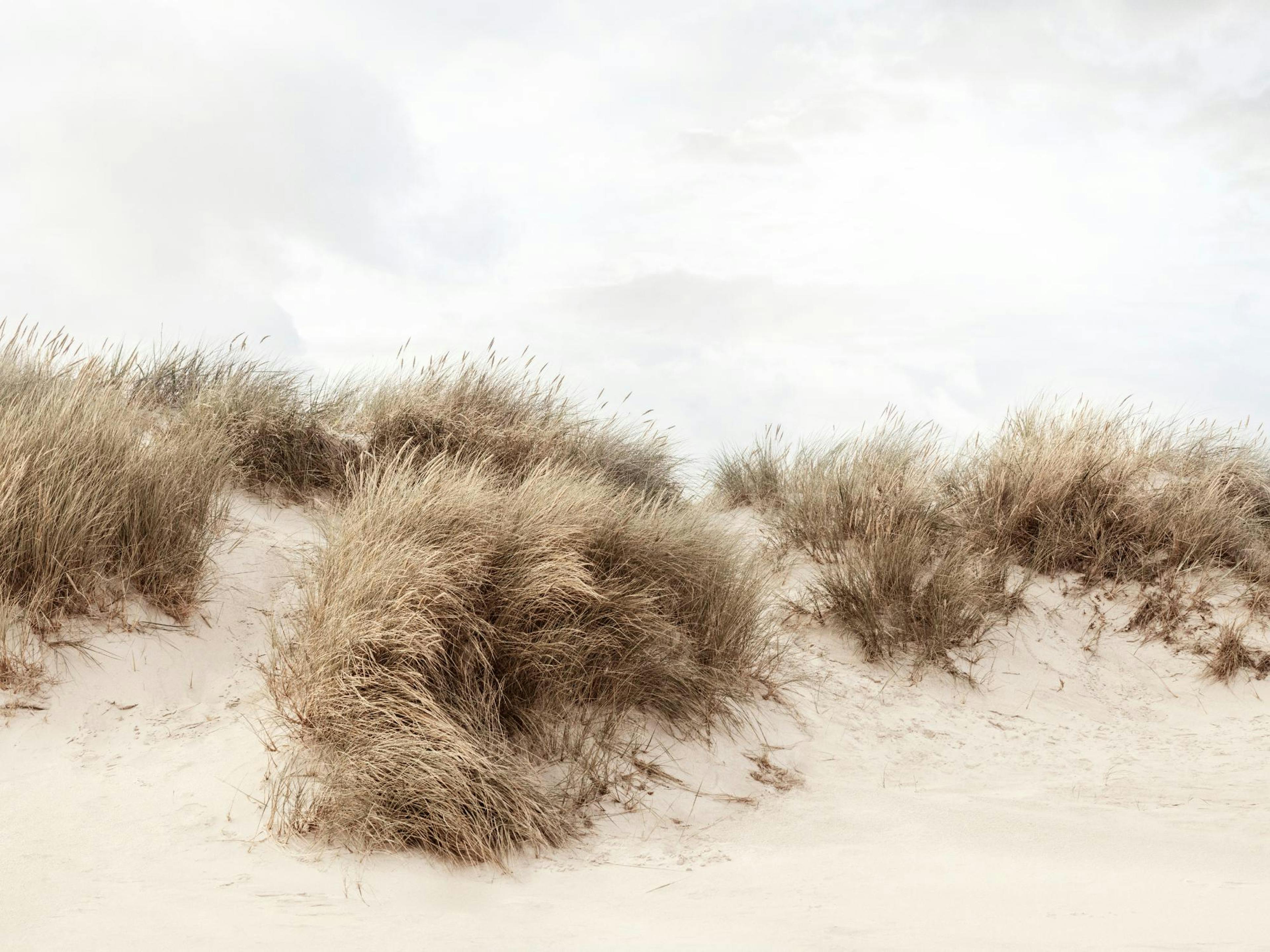 Grass Dunes Poster thumbnail