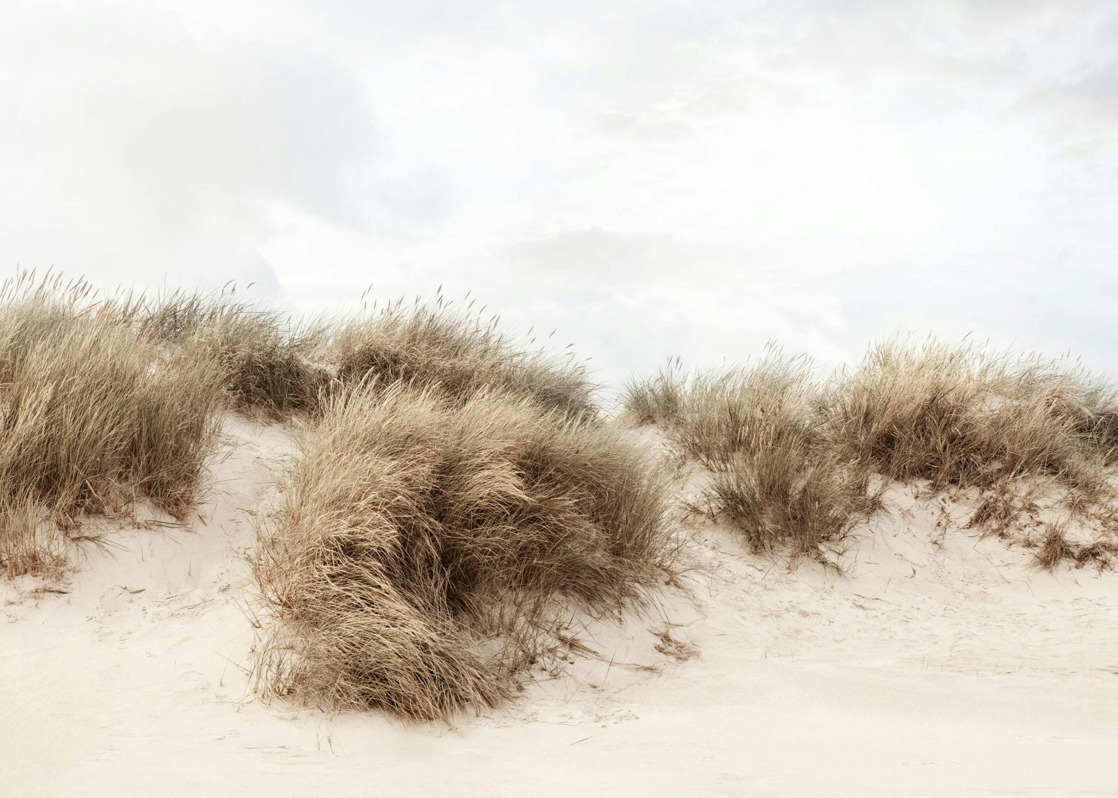Dune di Erba Poster 0