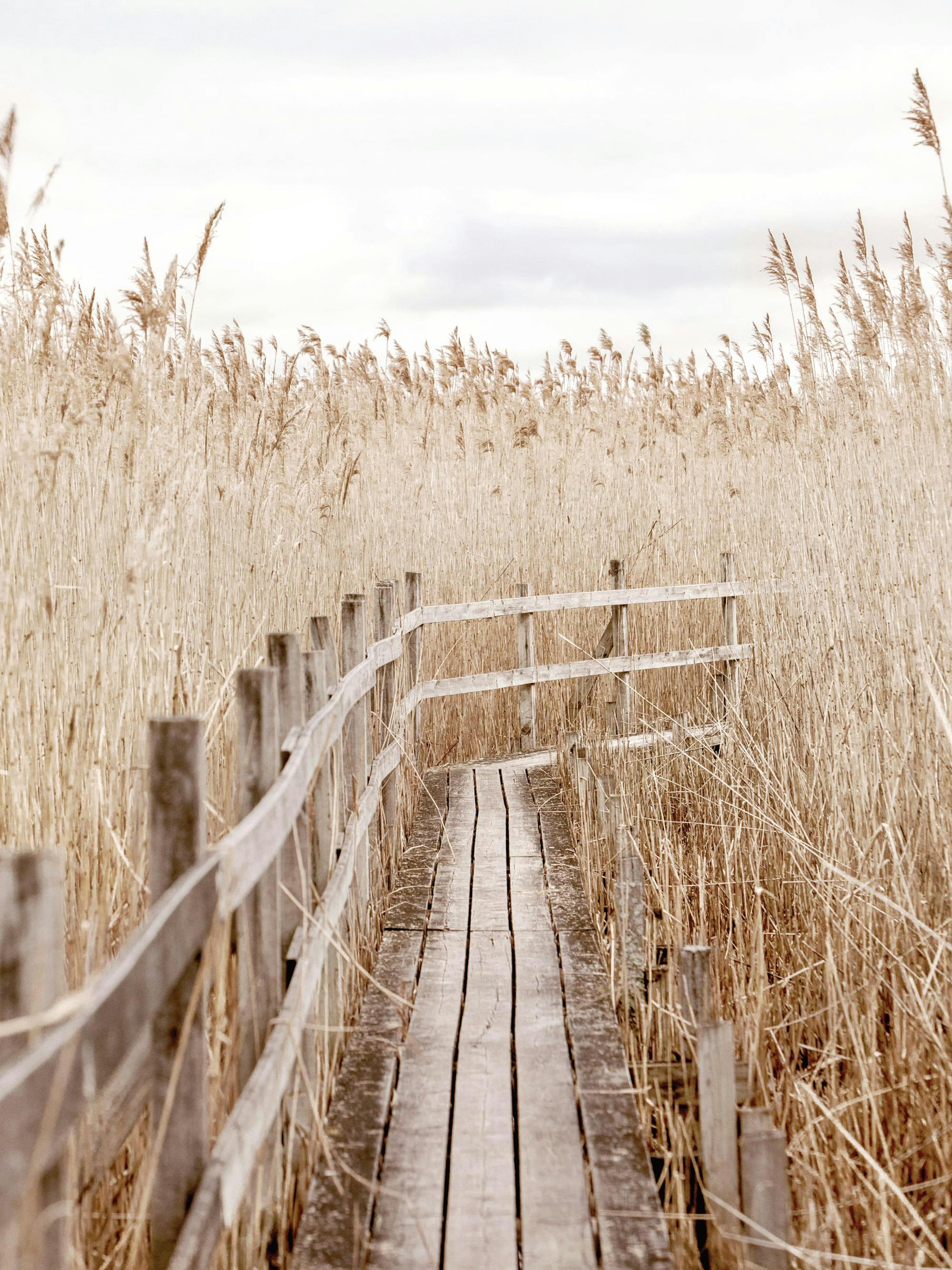 Calm Path Poster thumbnail