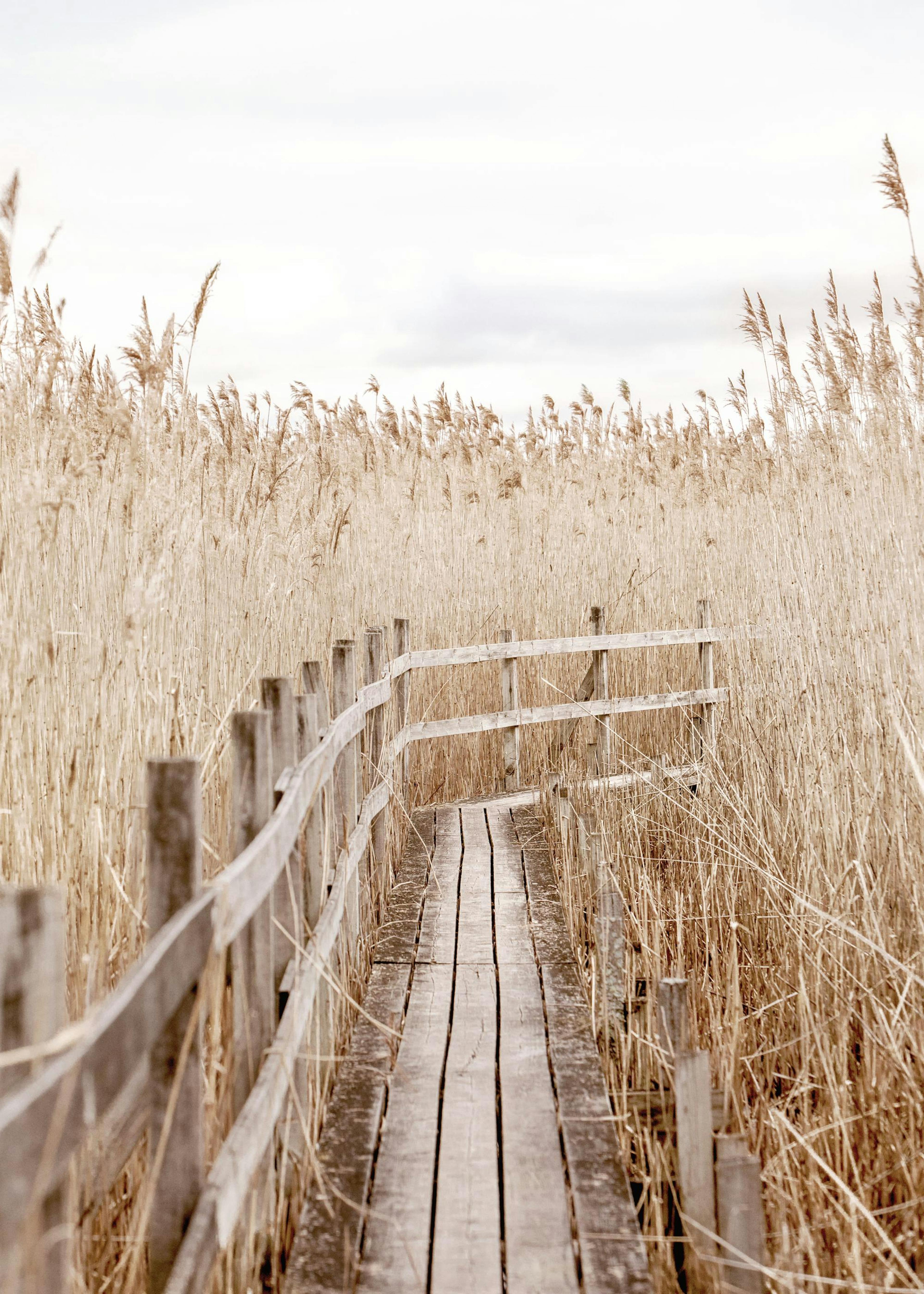 Calm Path Poster 0