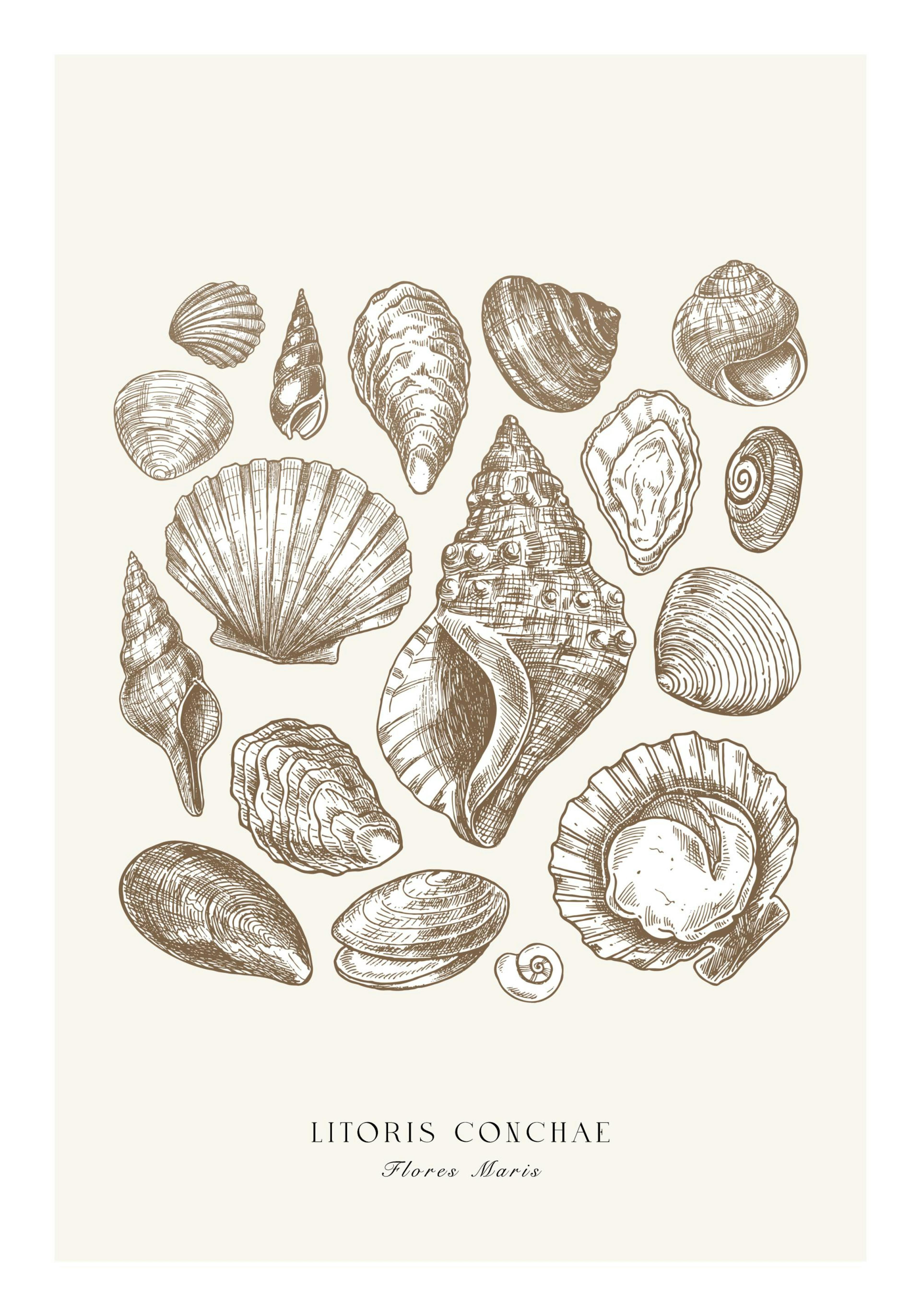 Beach Shells Poster thumbnail