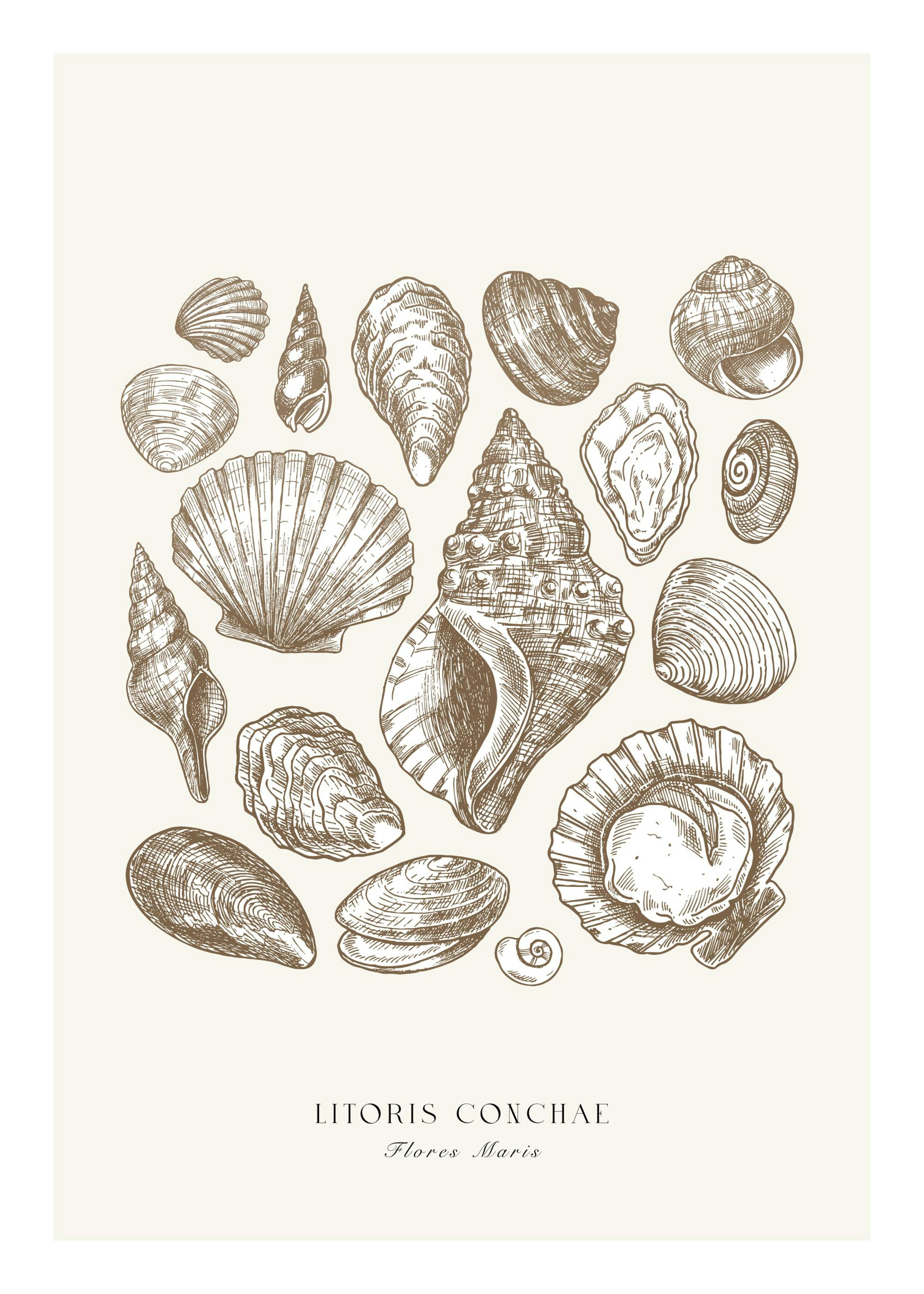 Beach Shells Poster 0
