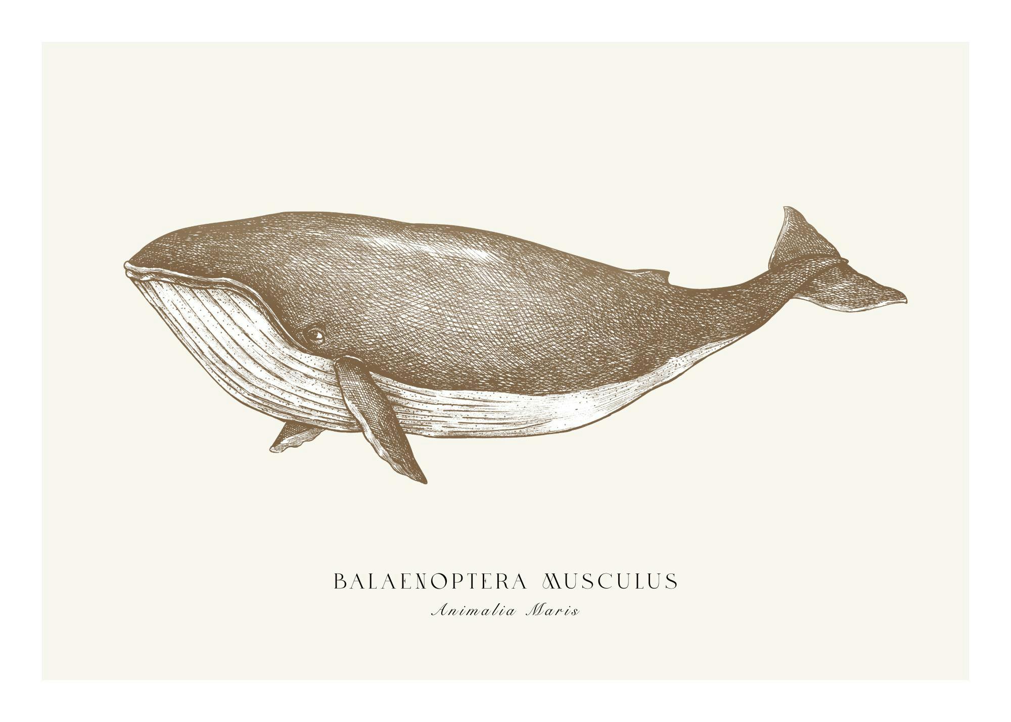 Baleine Bleue Poster 0