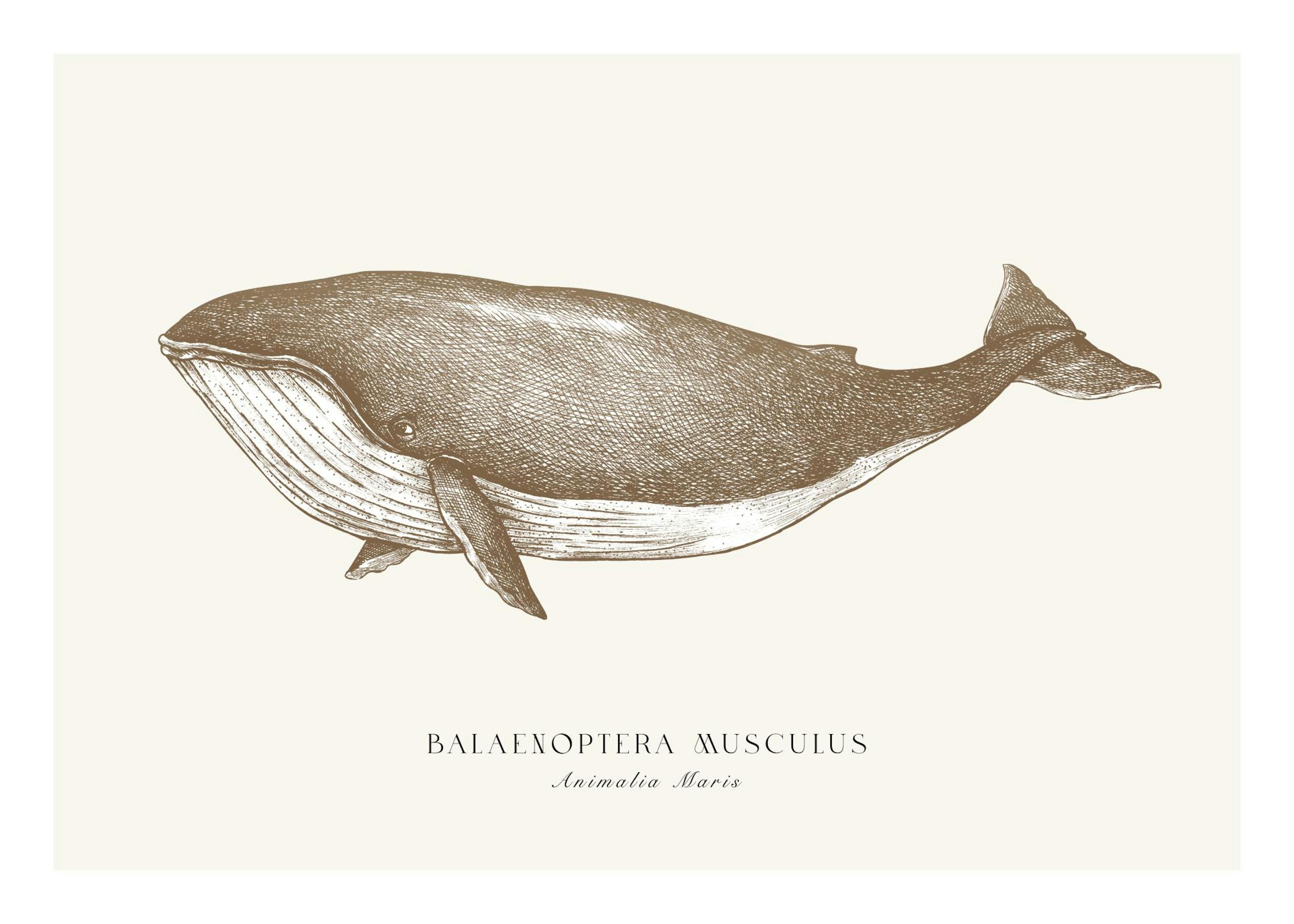 Baleine Bleue Poster 0