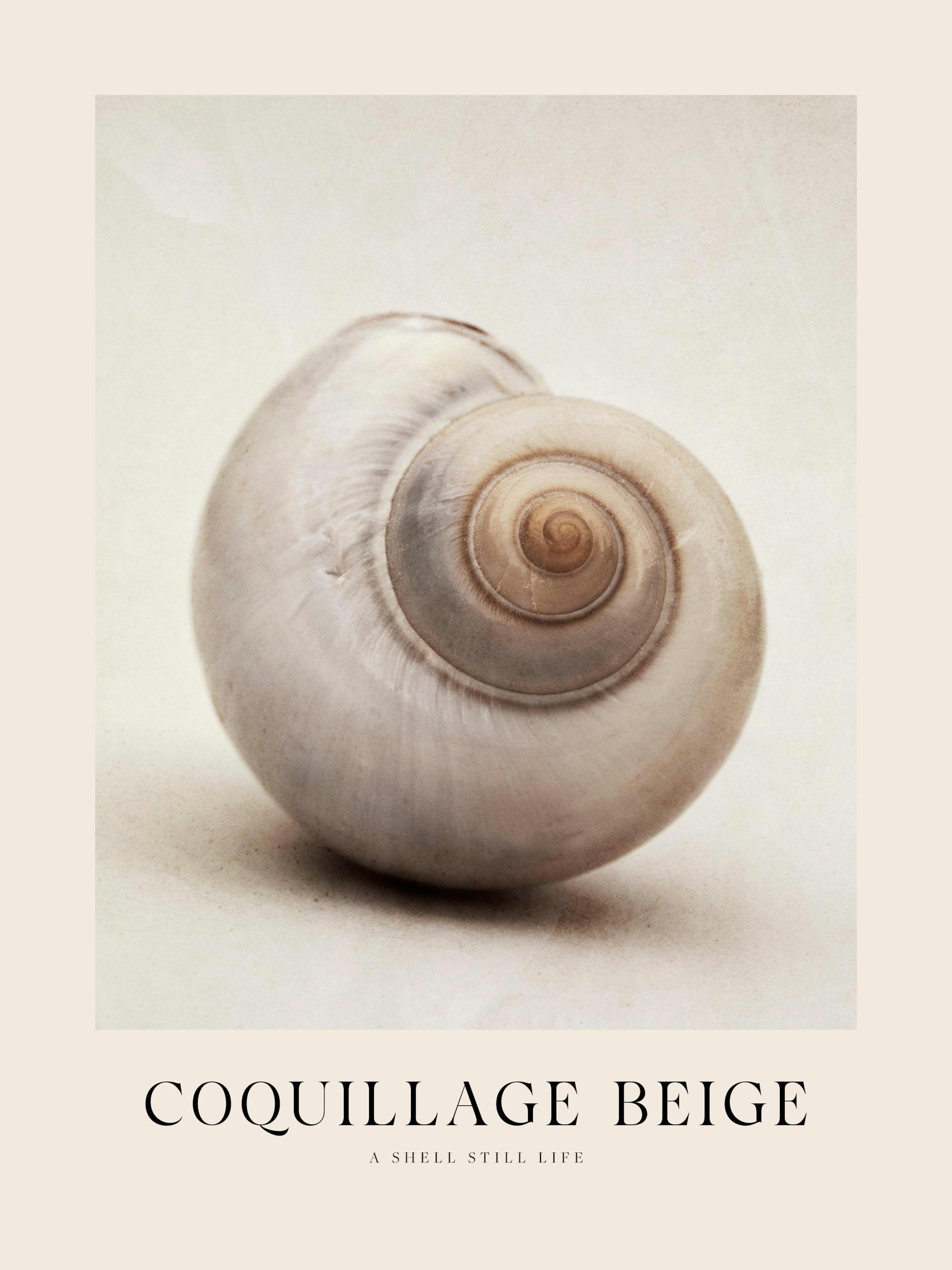 Coquillage Beige Poster thumbnail