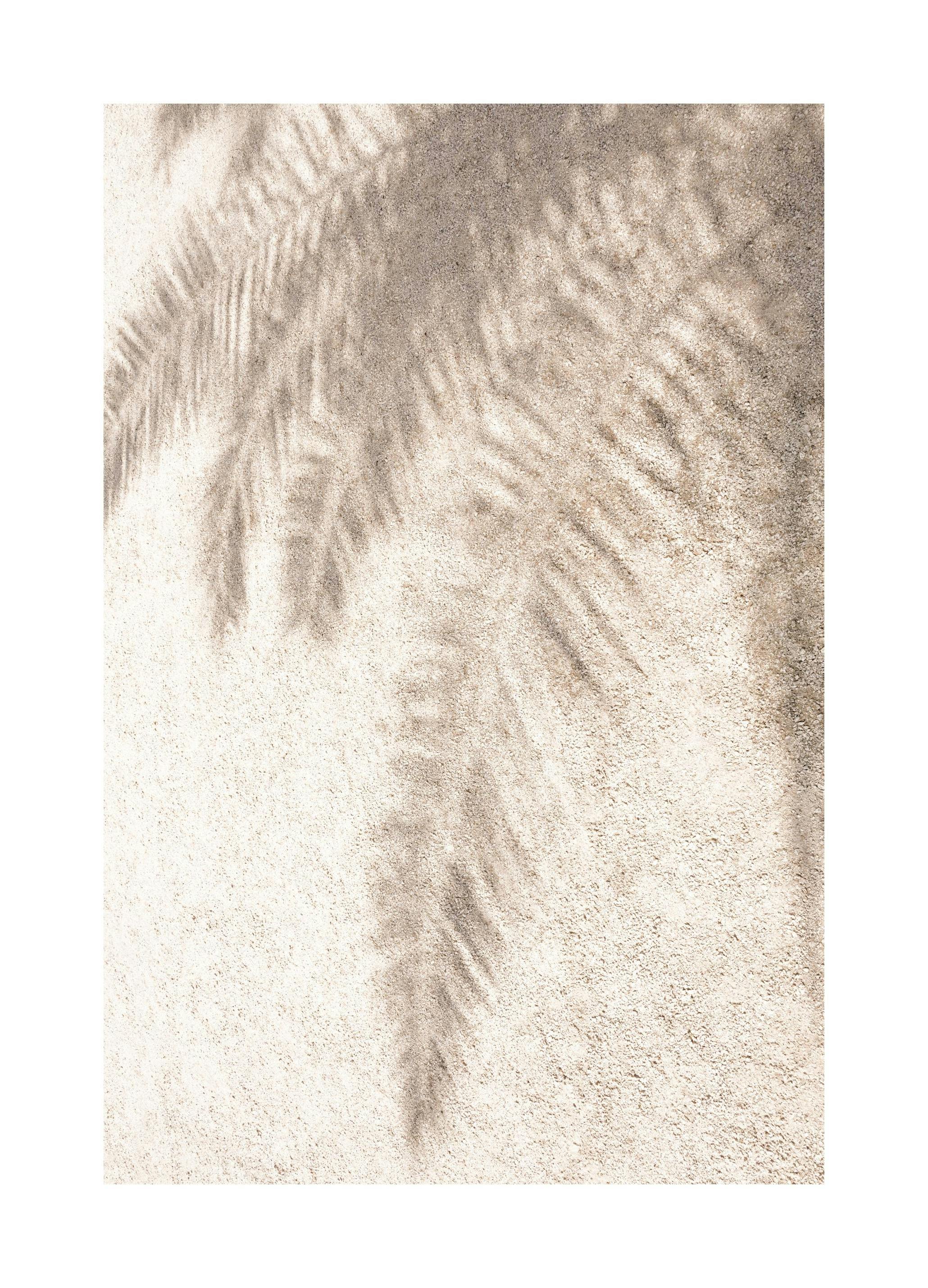 Ombres de Palmier Poster (50x70 cm) - Poster Store