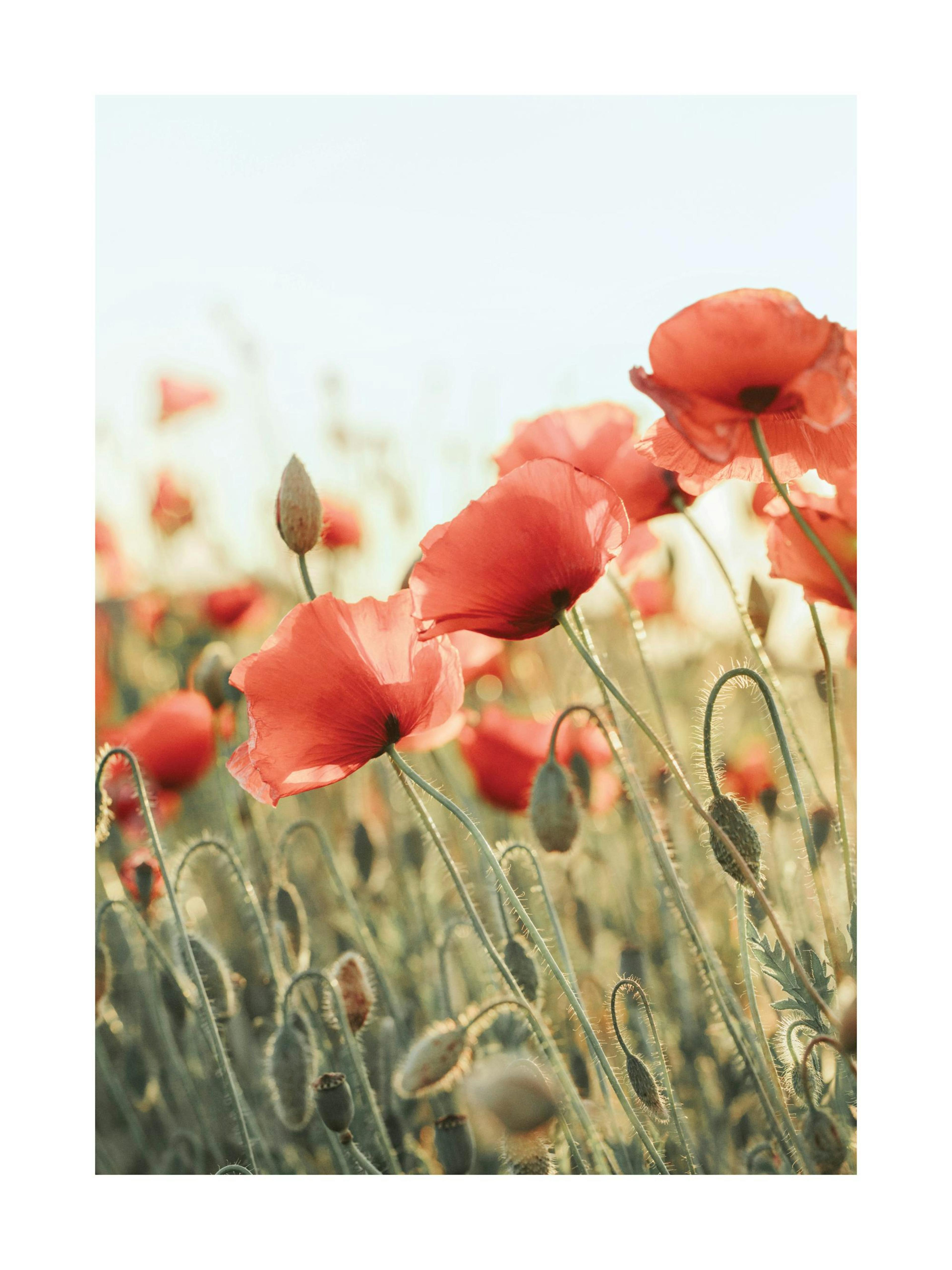 Field of Poppies Poster thumbnail