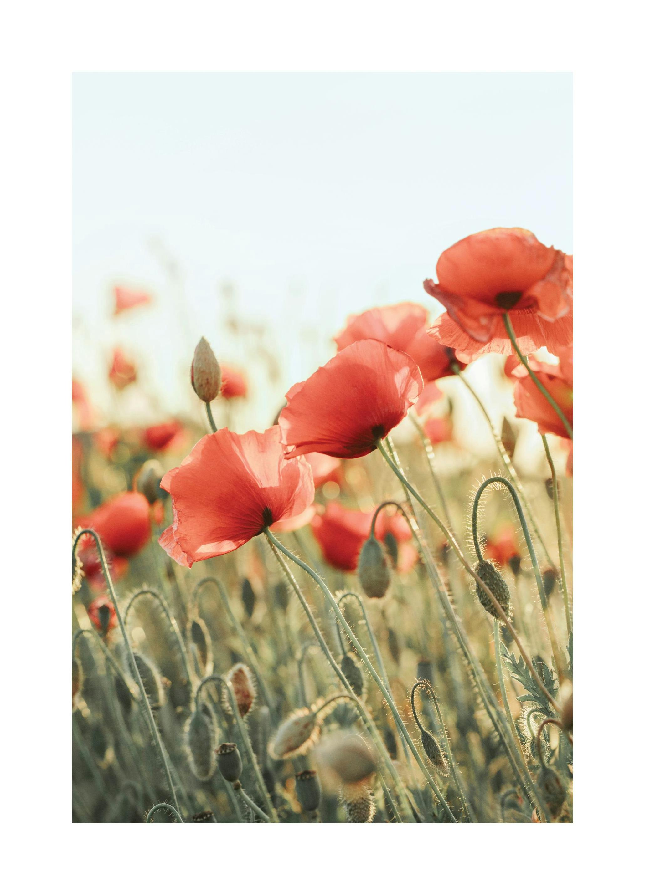 Valmuefelt Plakat (50x70 cm) - Poster Store