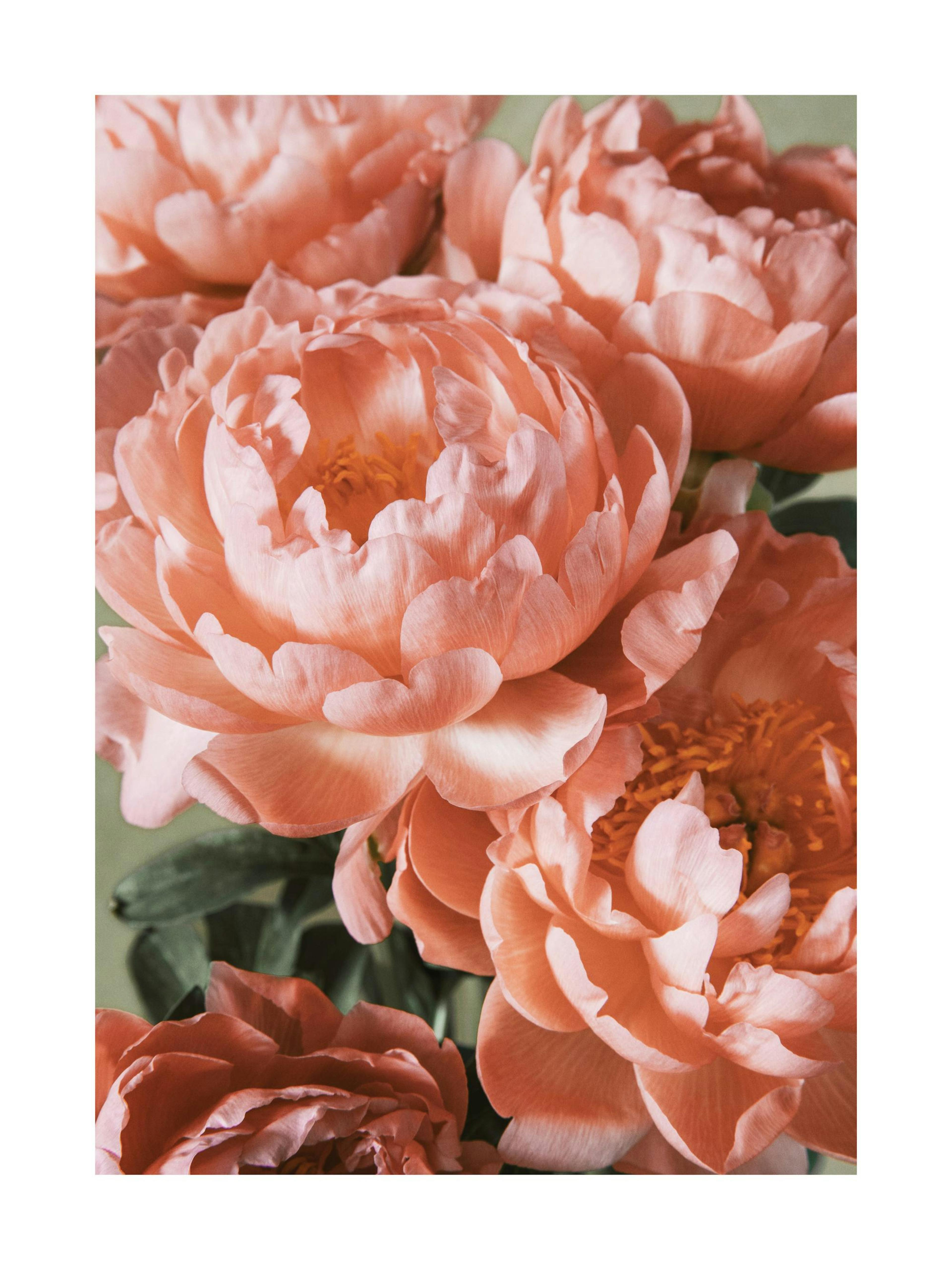 Pink Bouquet Poster thumbnail