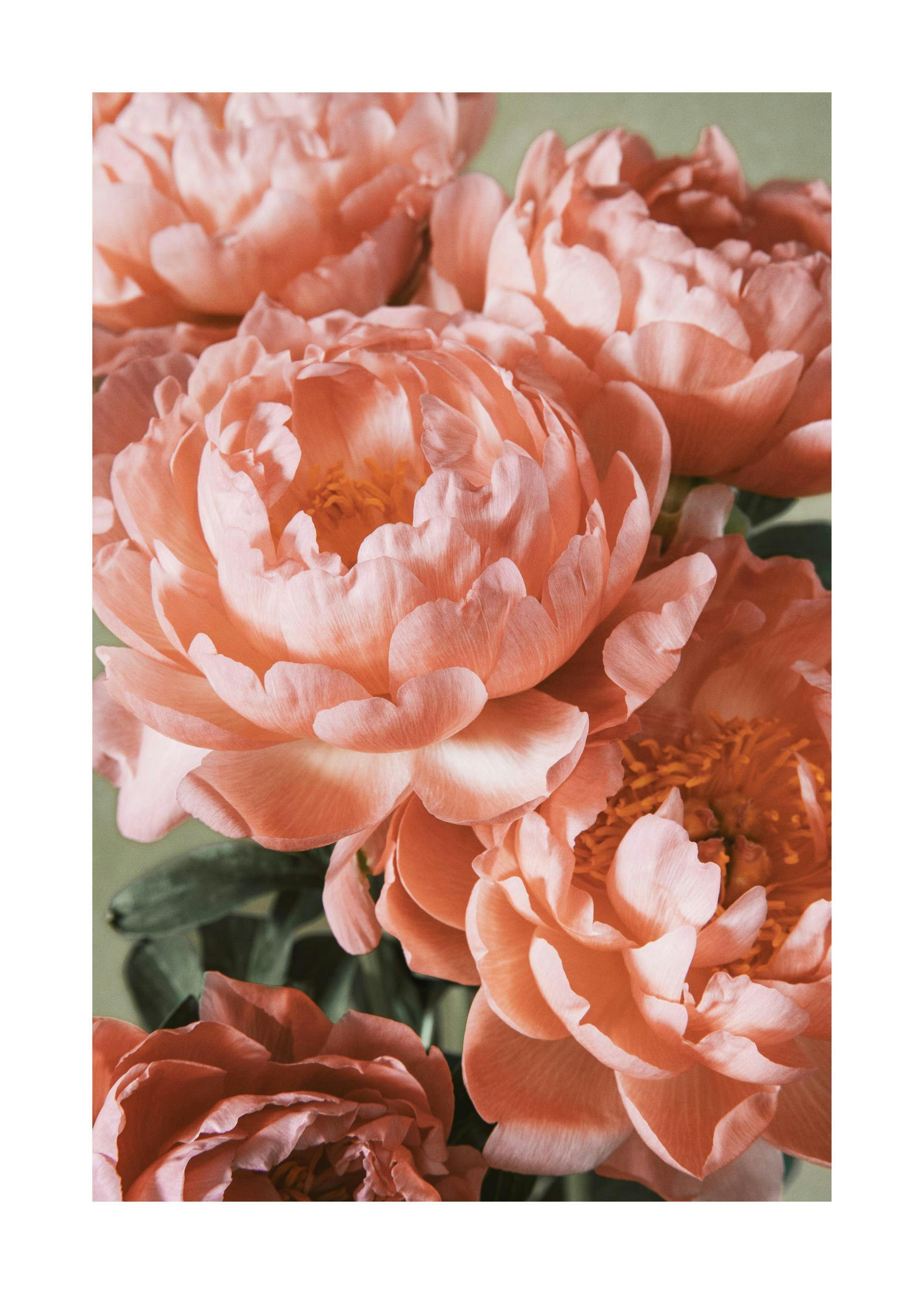 Buchet Roz Poster 0