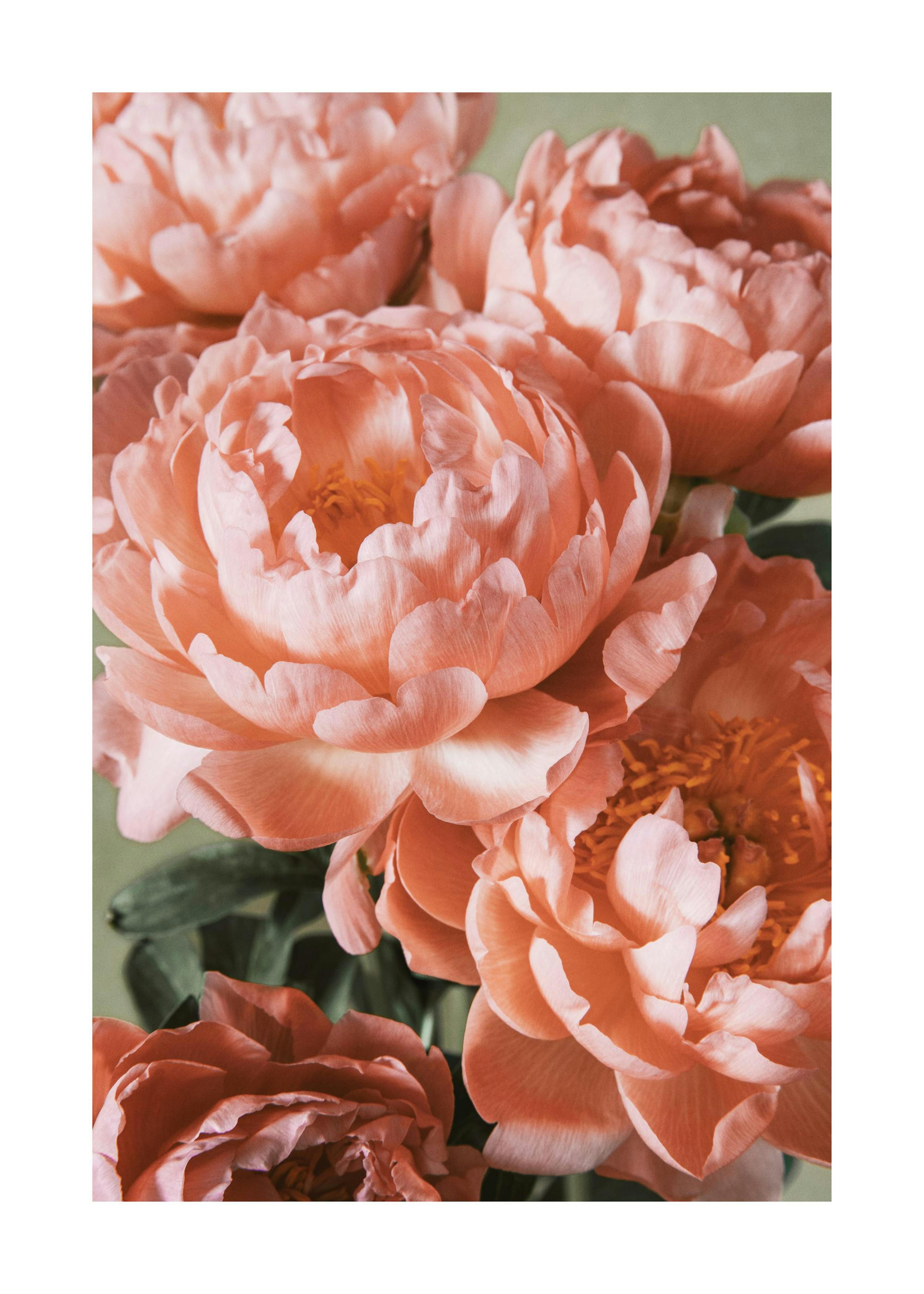 Pink Bouquet Poster 0