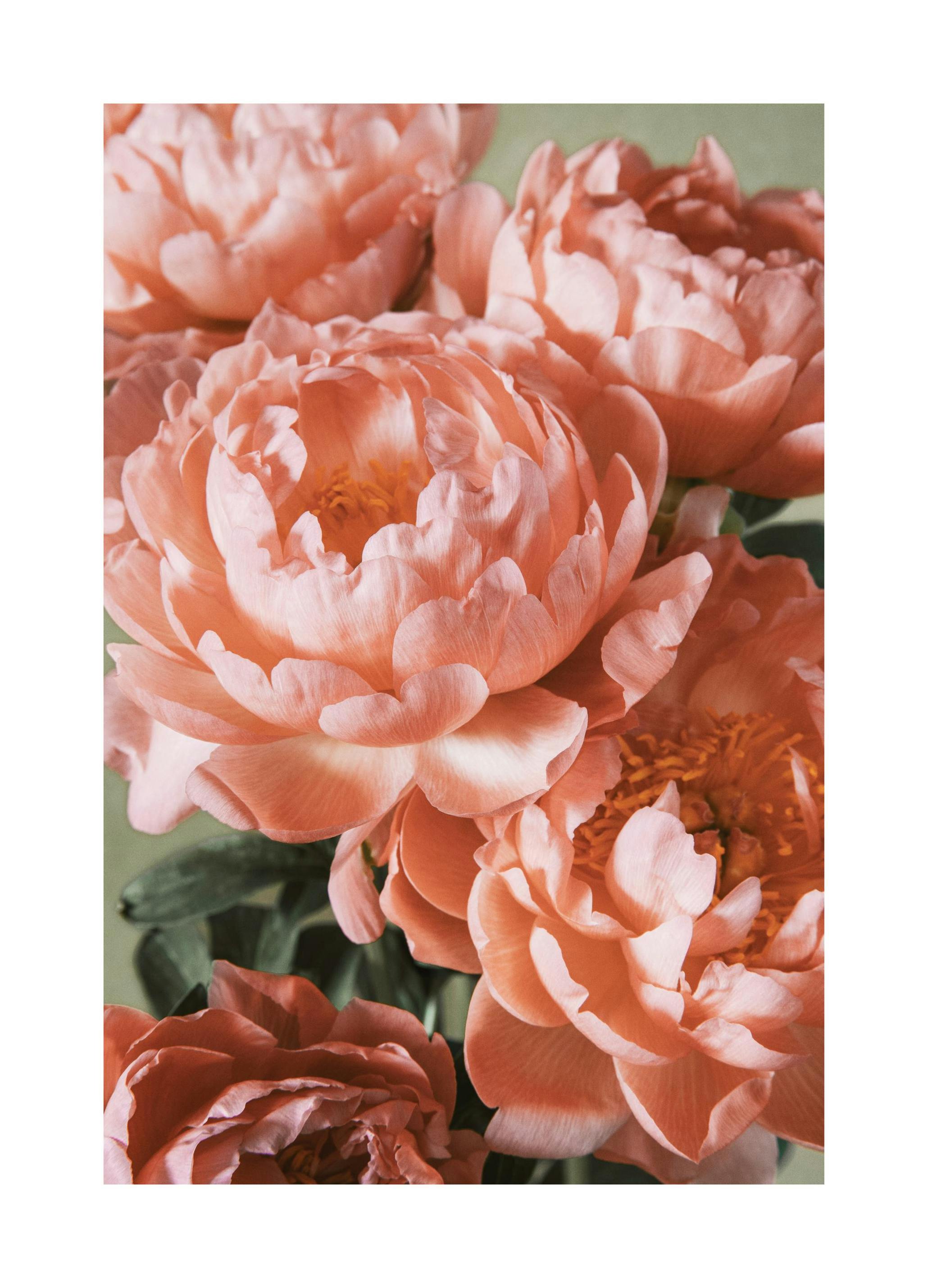 Roze Boeket Poster (30x40 cm) - Poster Store