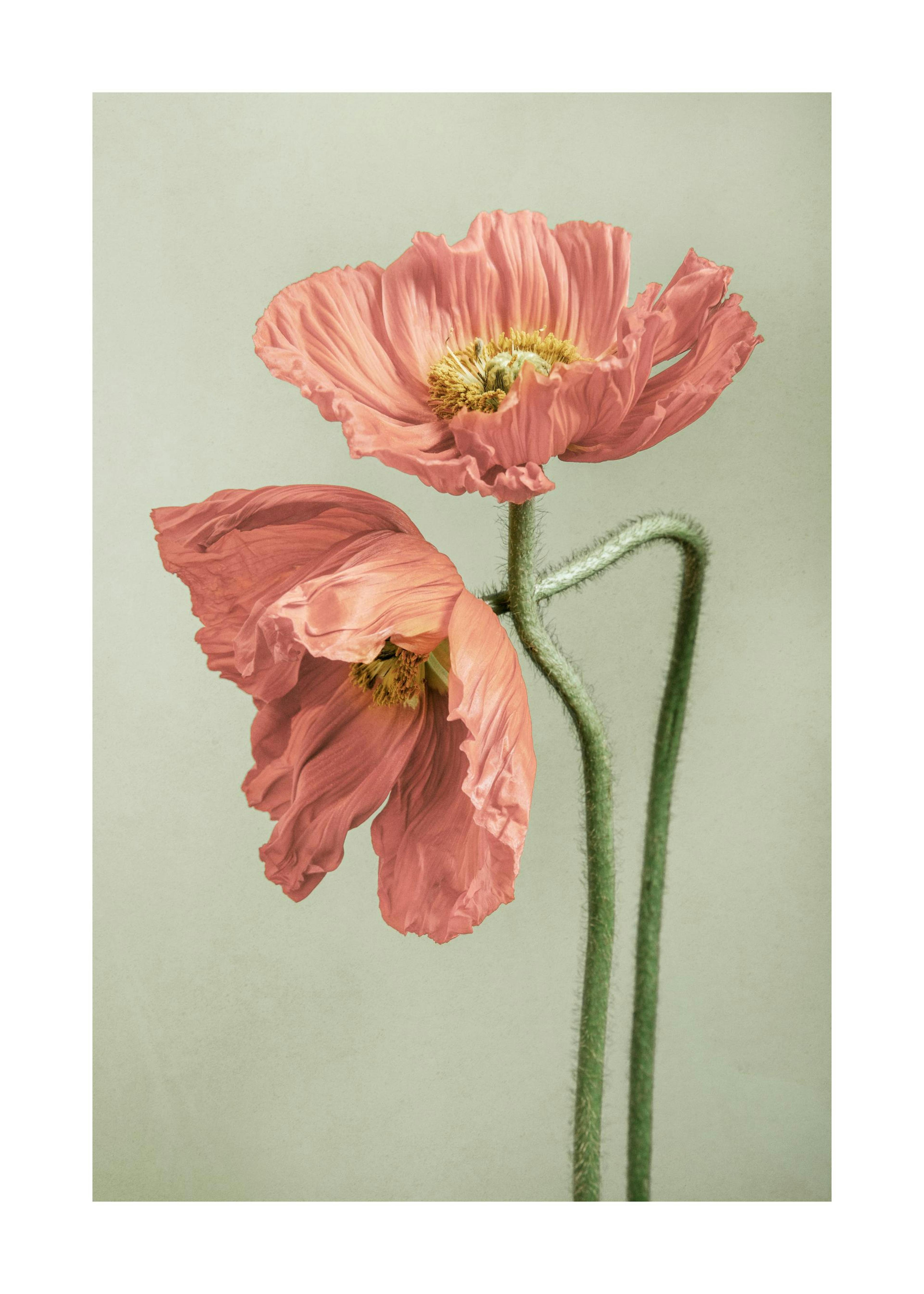 Poppy Couple Poster 0