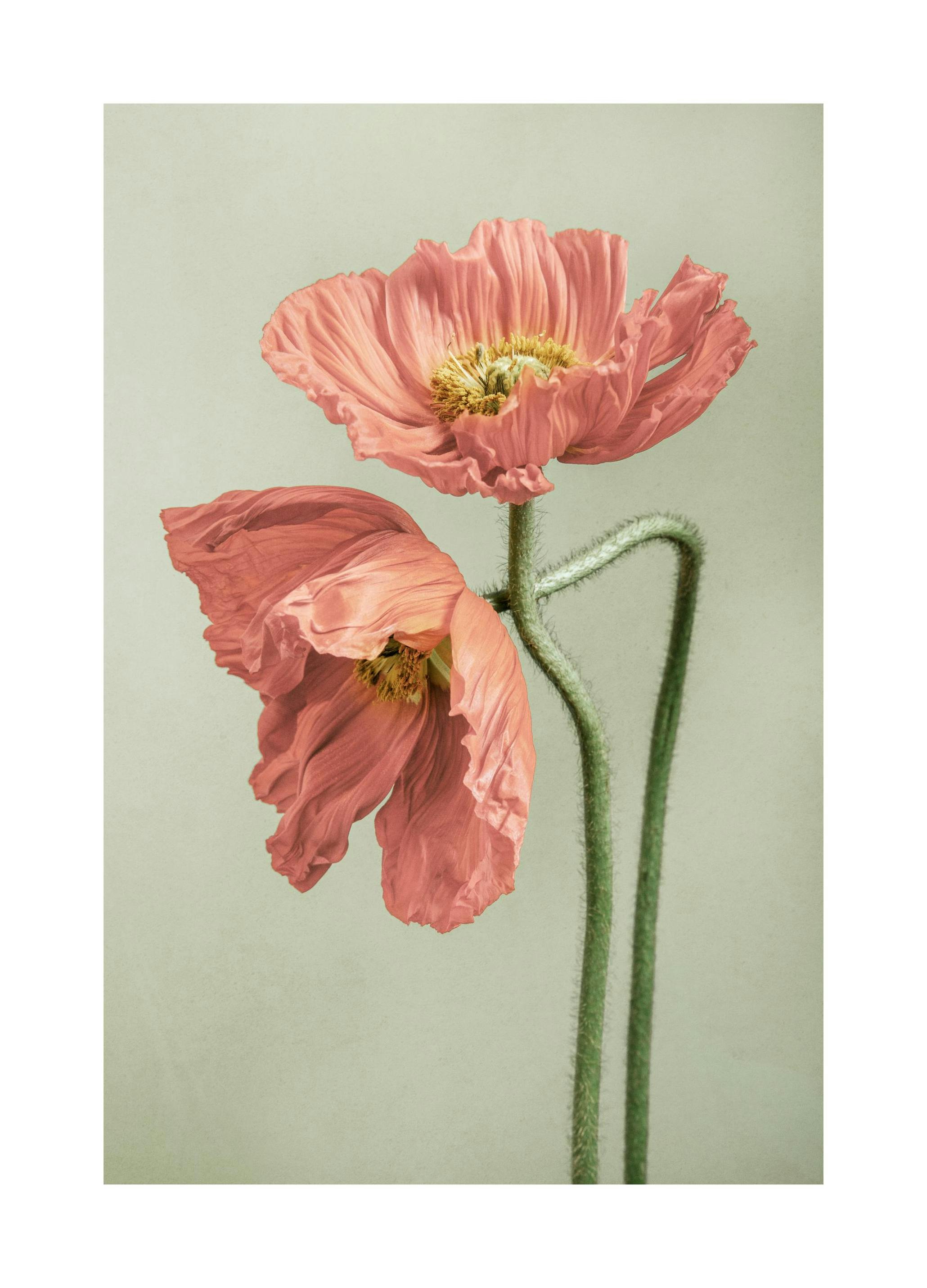 Coppia di Papaveri Poster (30x40 cm) - Poster Store