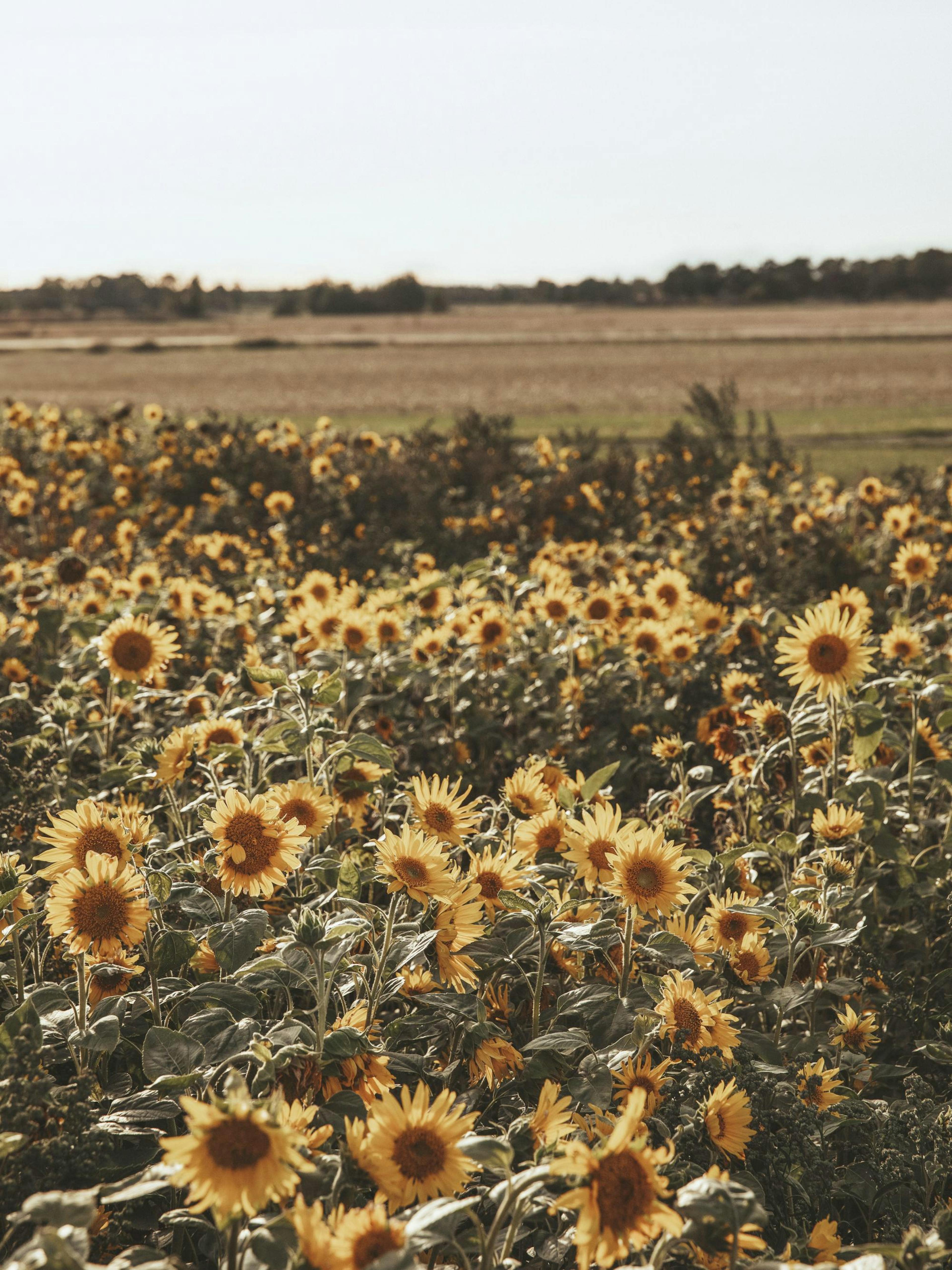 Field of Sunflowers Affiche thumbnail