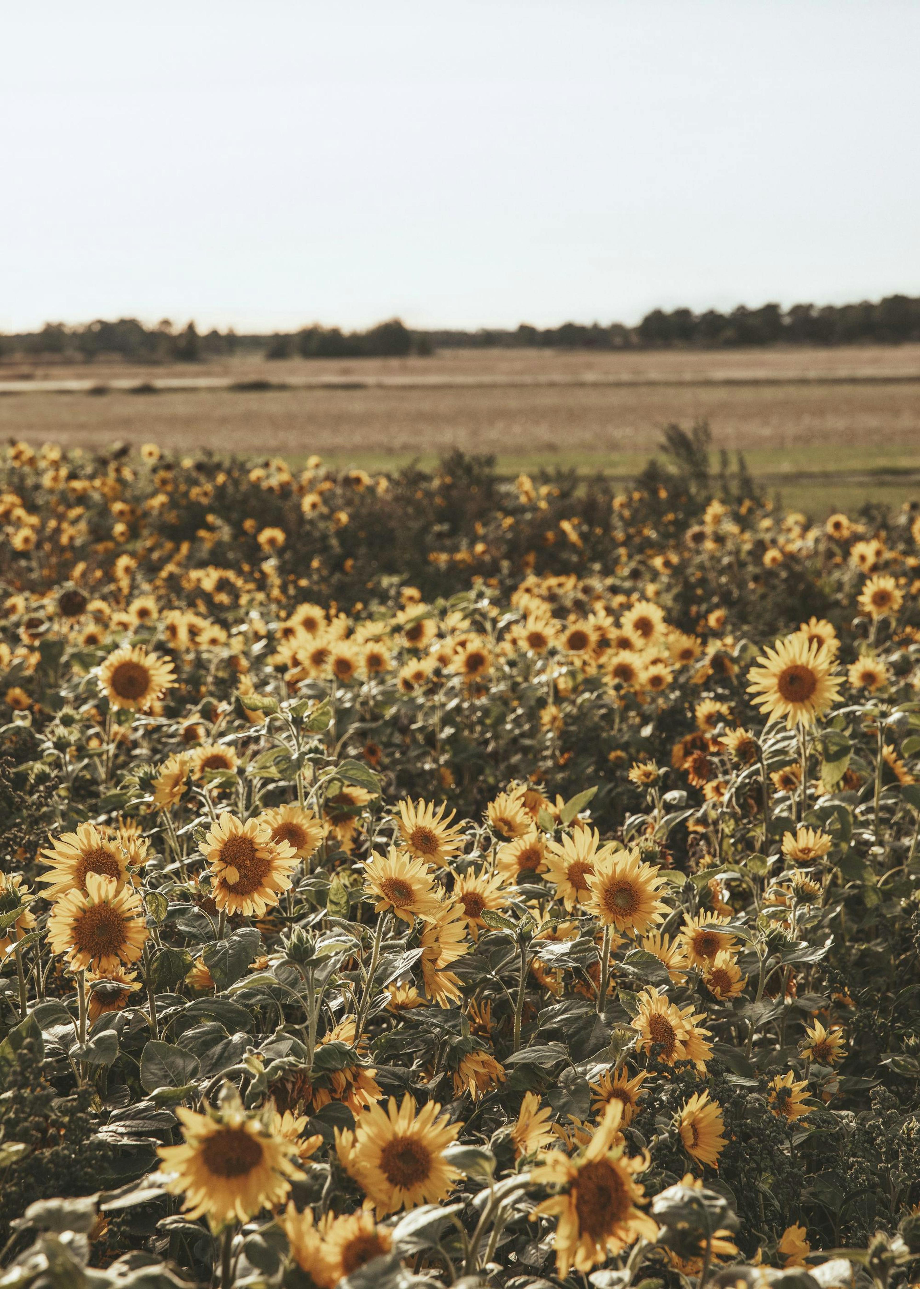 Champ de Tournesols Affiche Affiche 0
