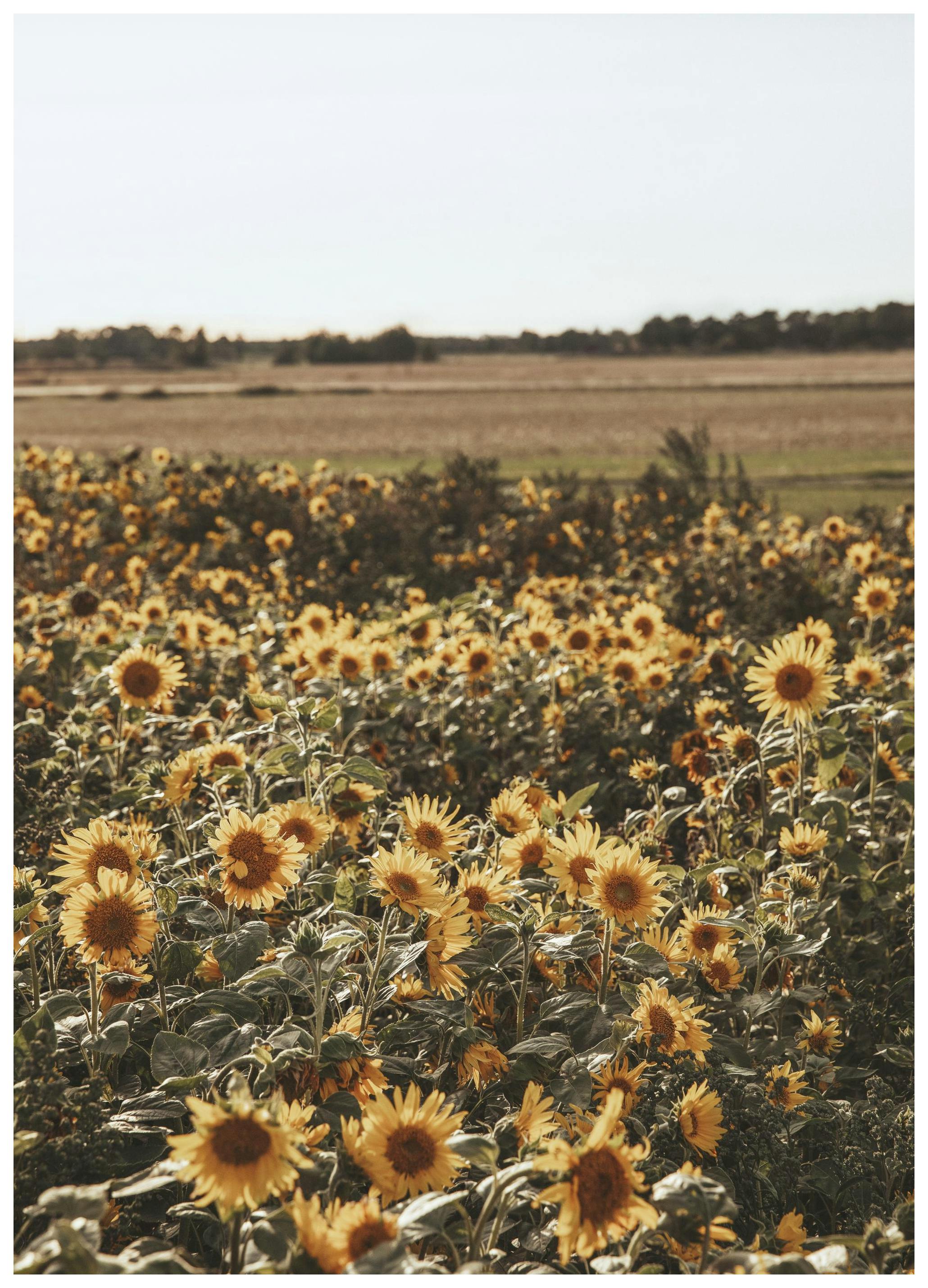 Campo di Girasoli Poster (30x40 cm) - Poster Store