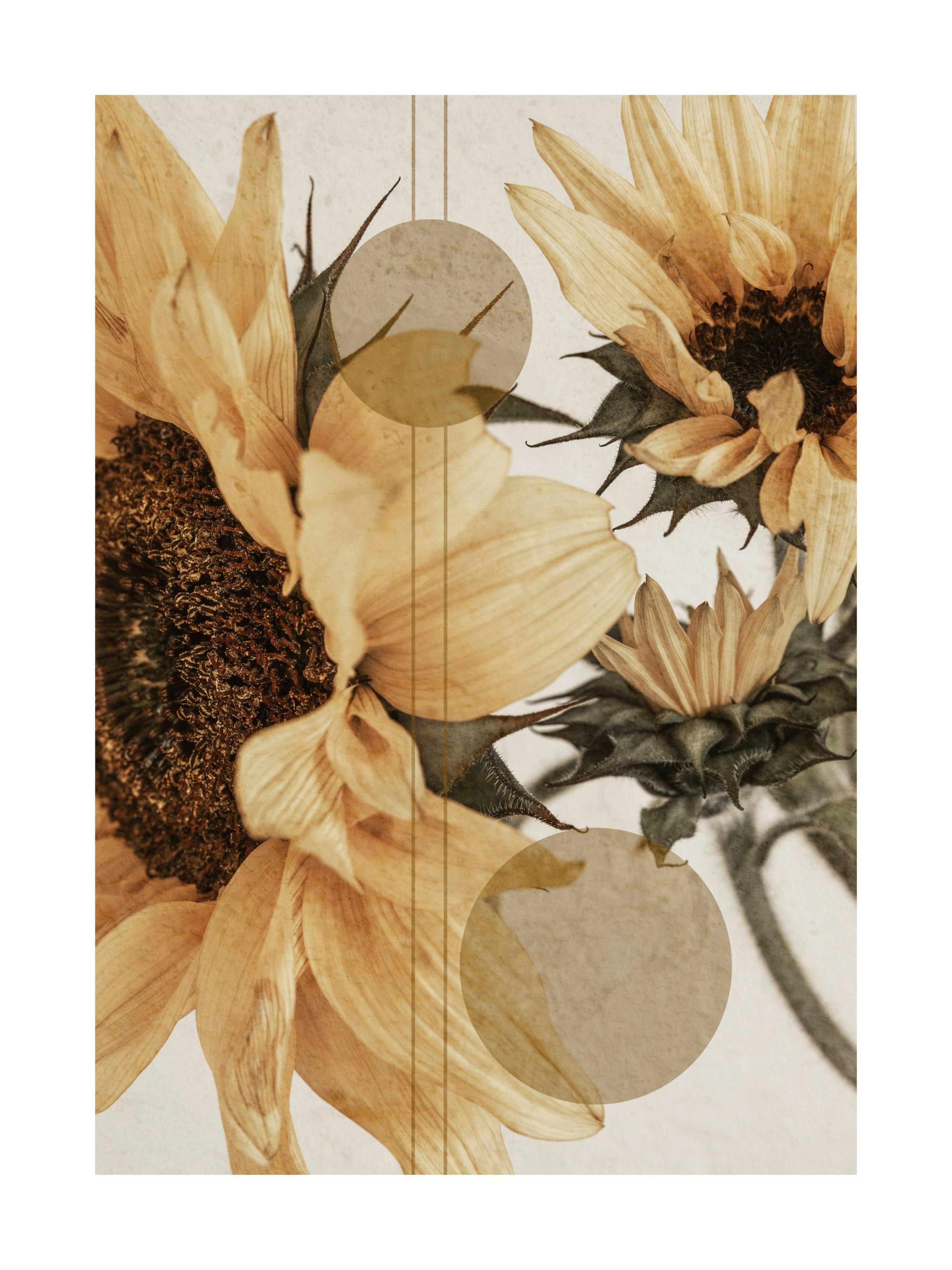 Sunflower Constellation No1 Poster thumbnail