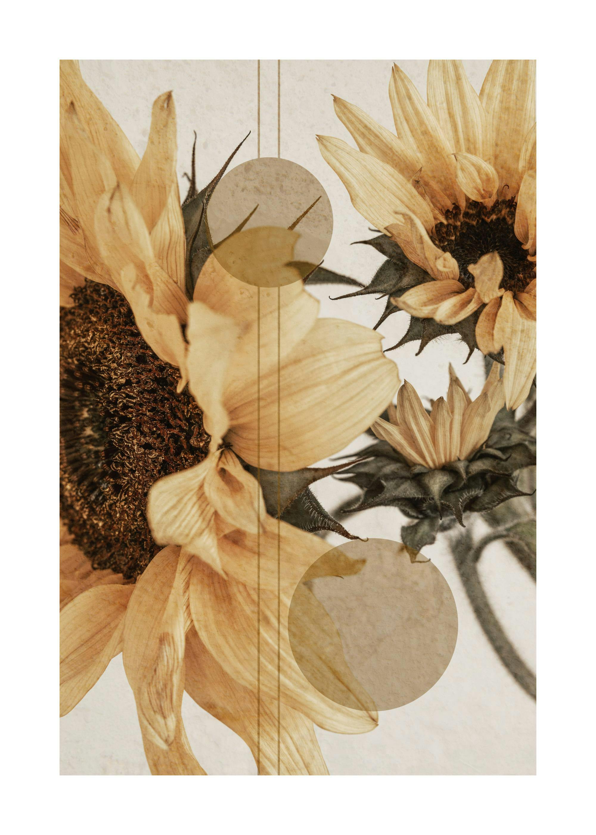 Sunflower Constellation No1 Poster 0