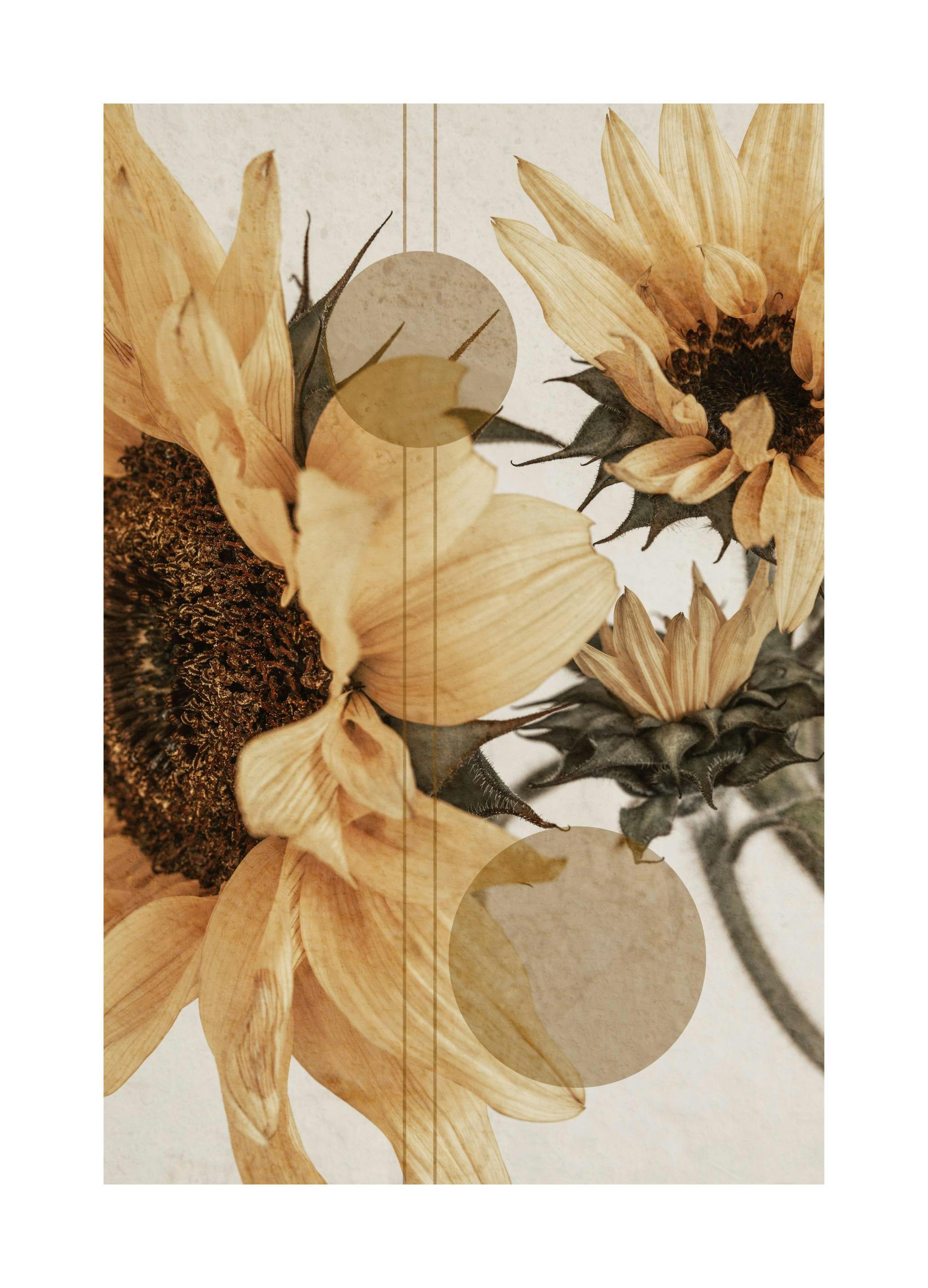 Sunflower Constellation No1 Poster (50x70 cm) - Poster Store