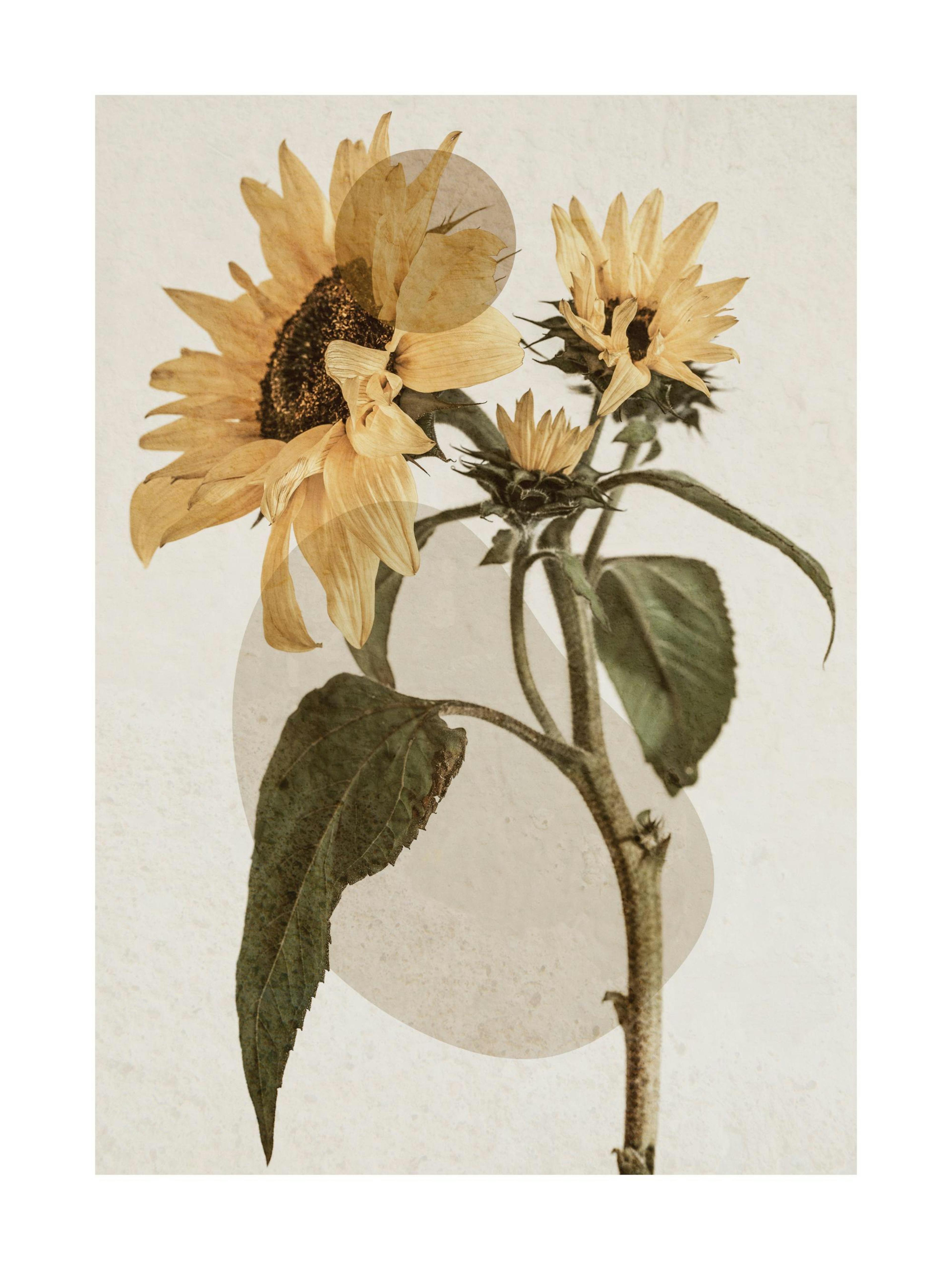 Sunflower Constellation No2 Poster thumbnail