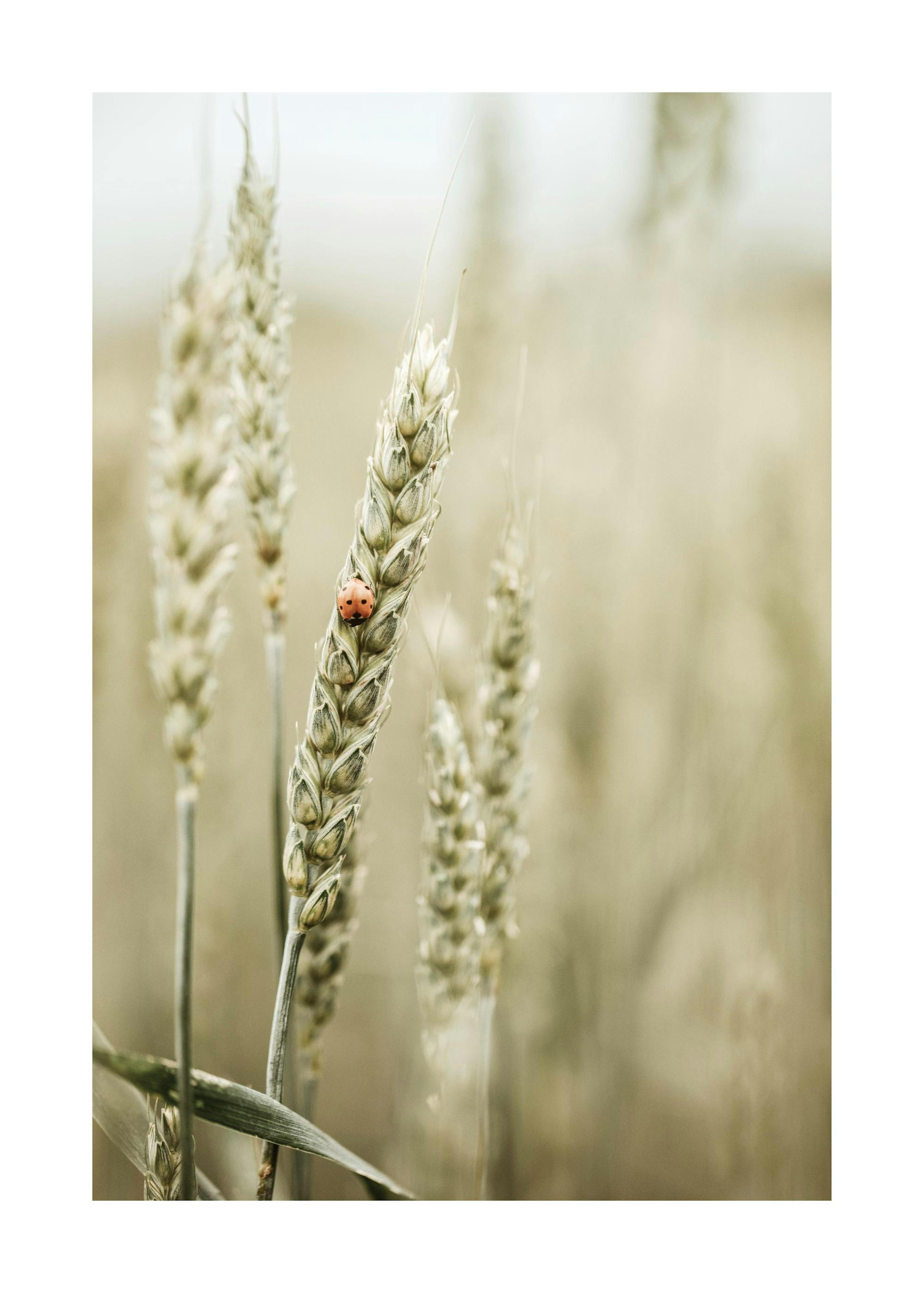 Ladybug in the Field Poster 0