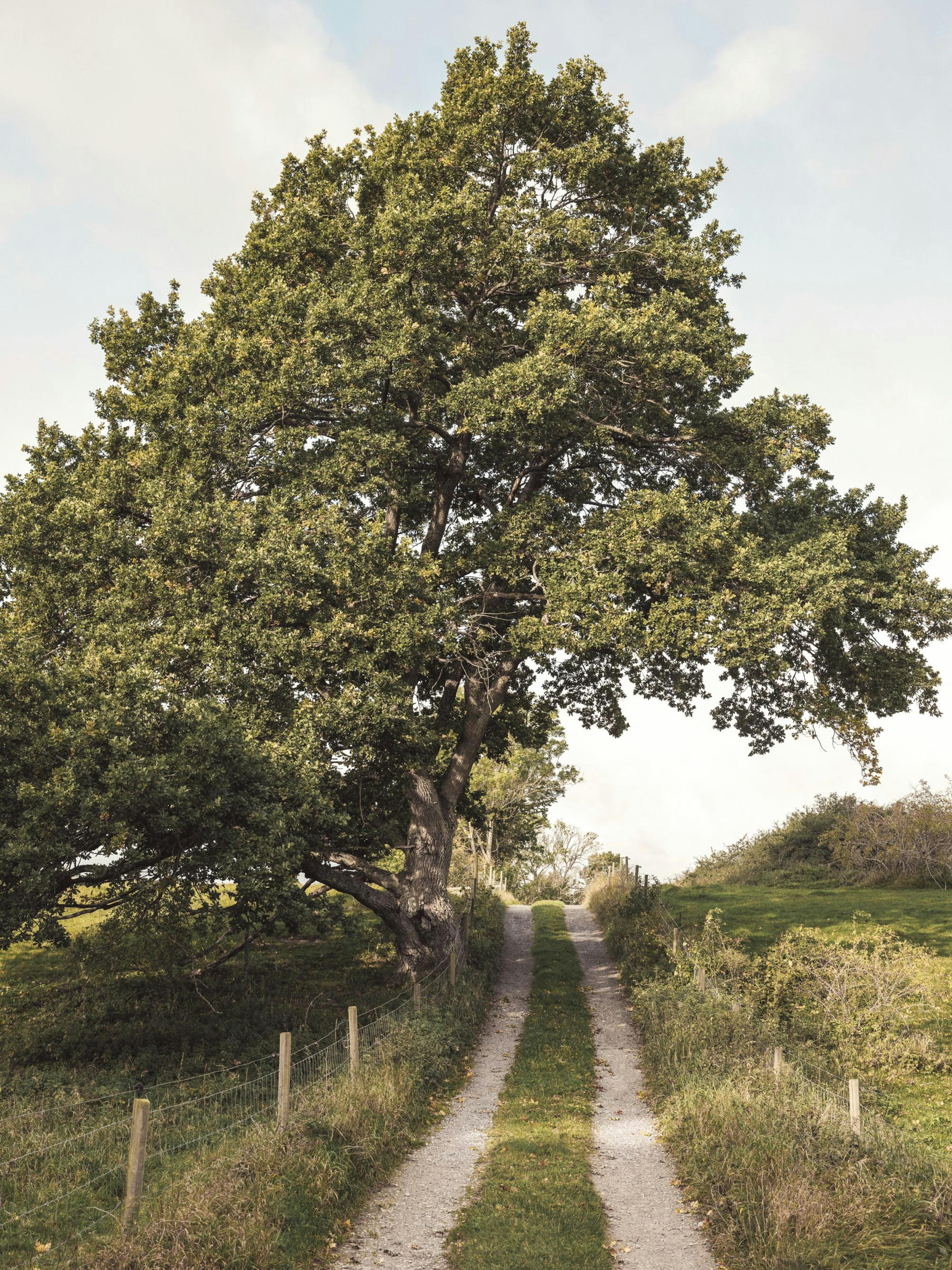 Path Through Greenery Poster thumbnail