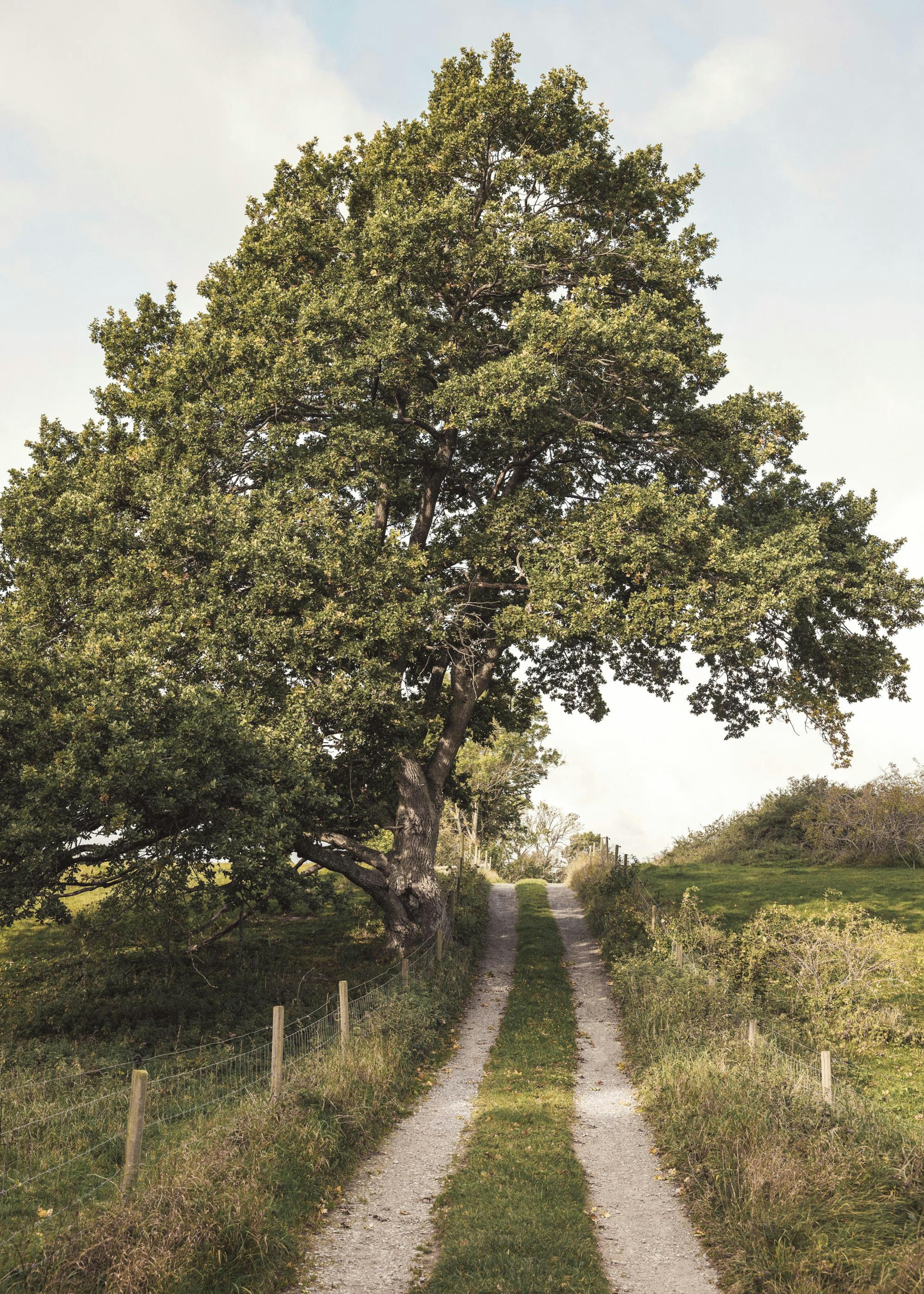 Chemin à travers la verdure Affiche Affiche 0