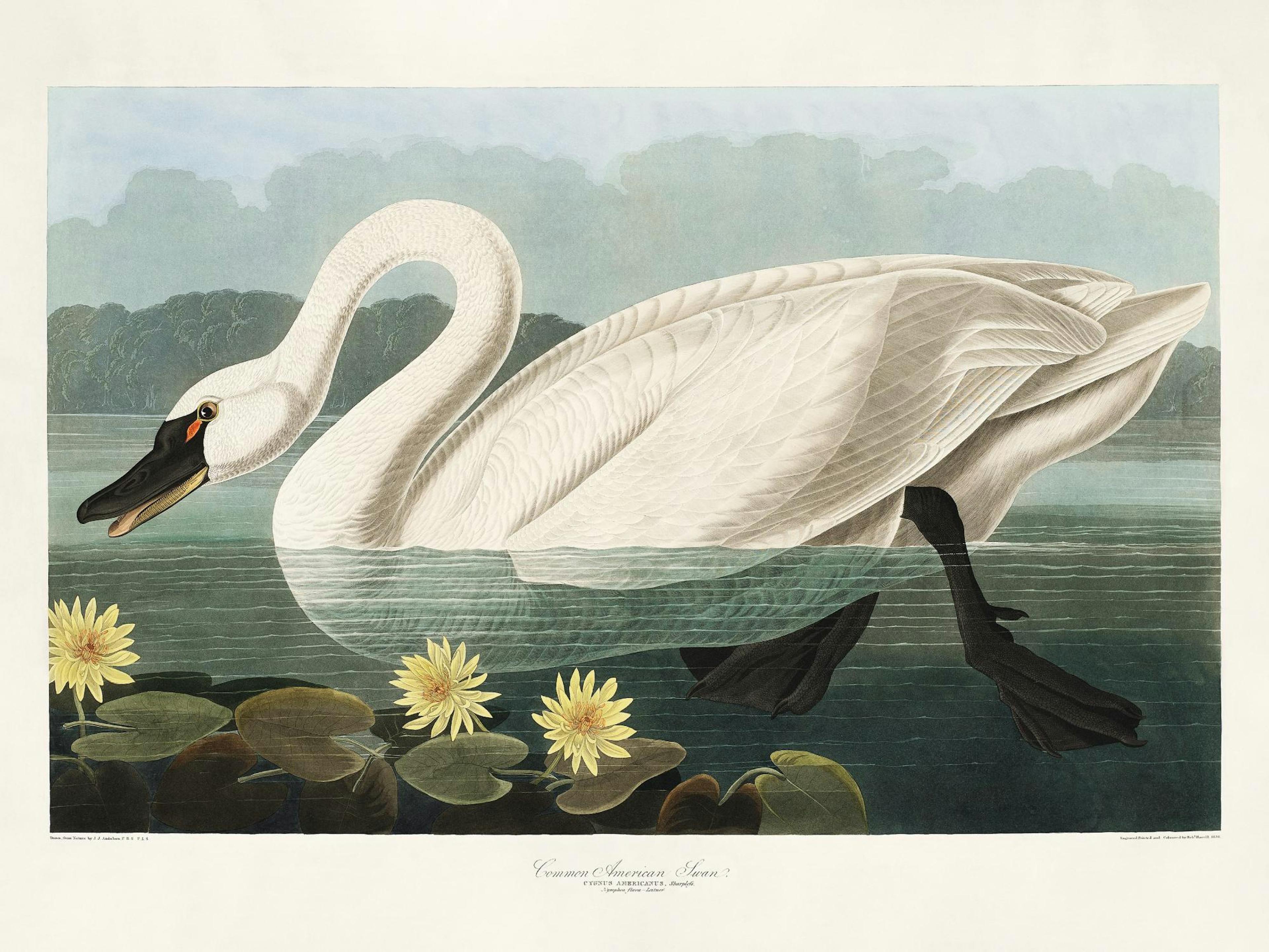 Vintage Swan Poster thumbnail